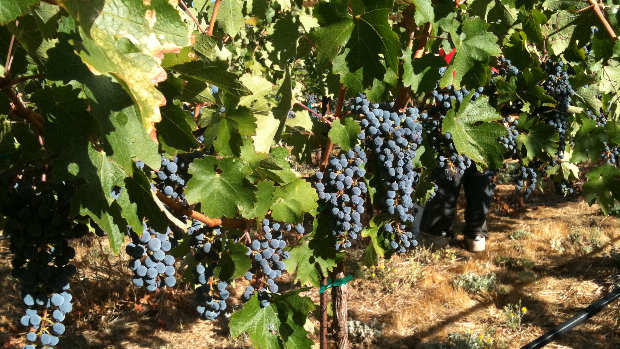 From select vineyards in Napa, Sonoma and beyond