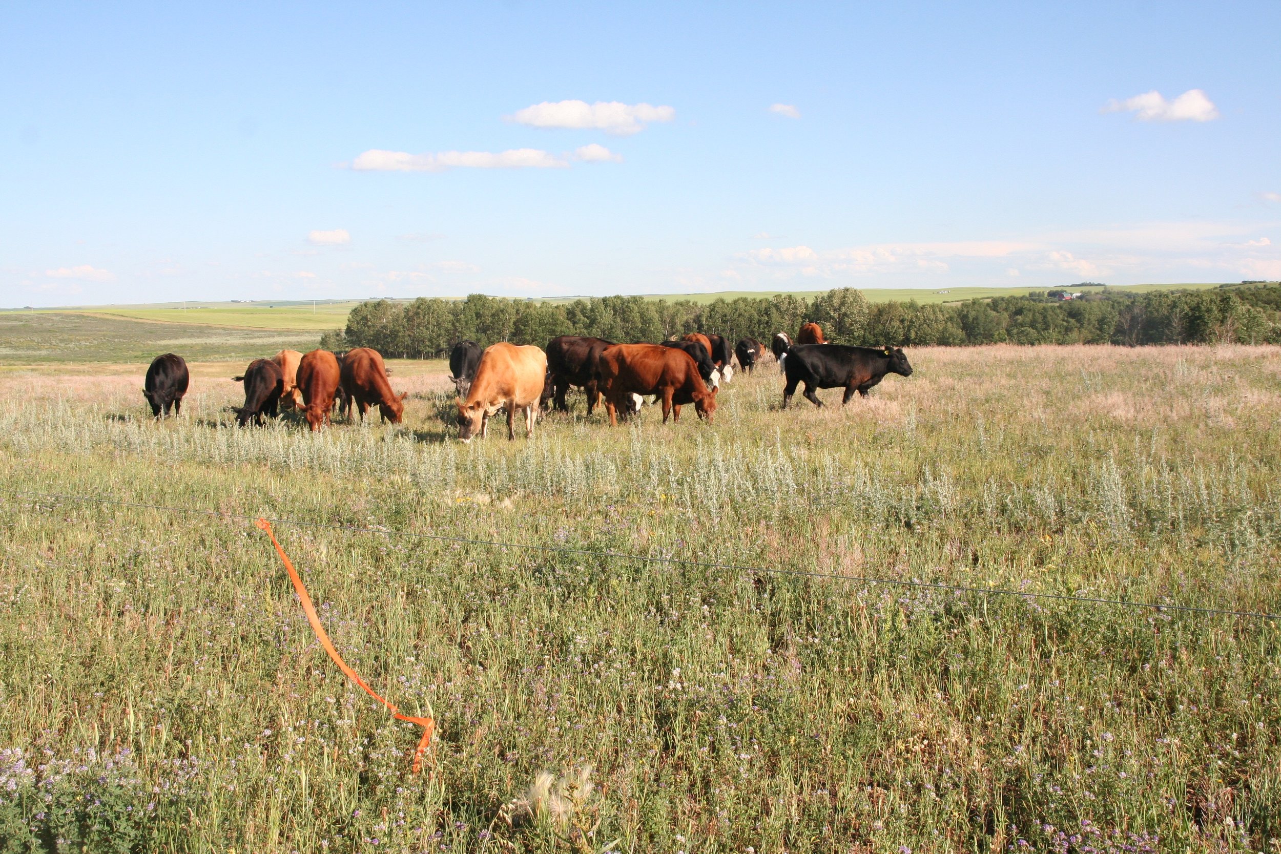 Our cows grazing a paddock this past summer.