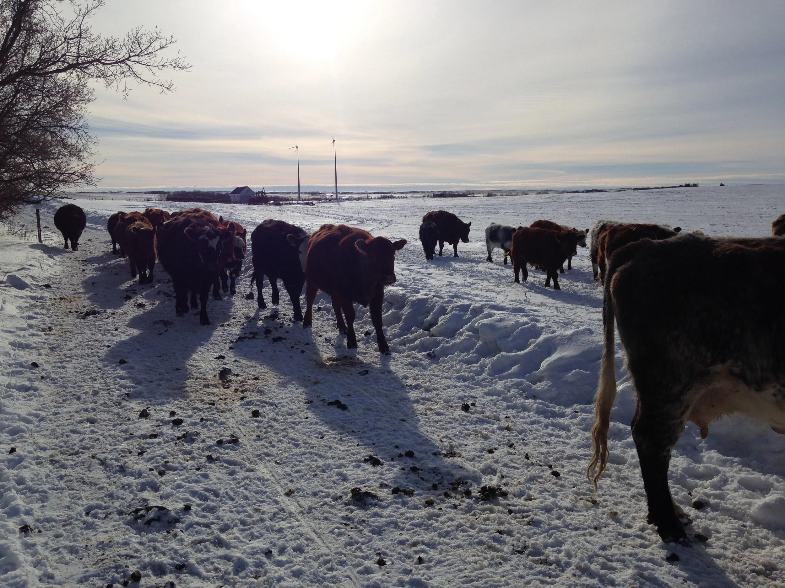 Winter Fences and Cows With Attitude