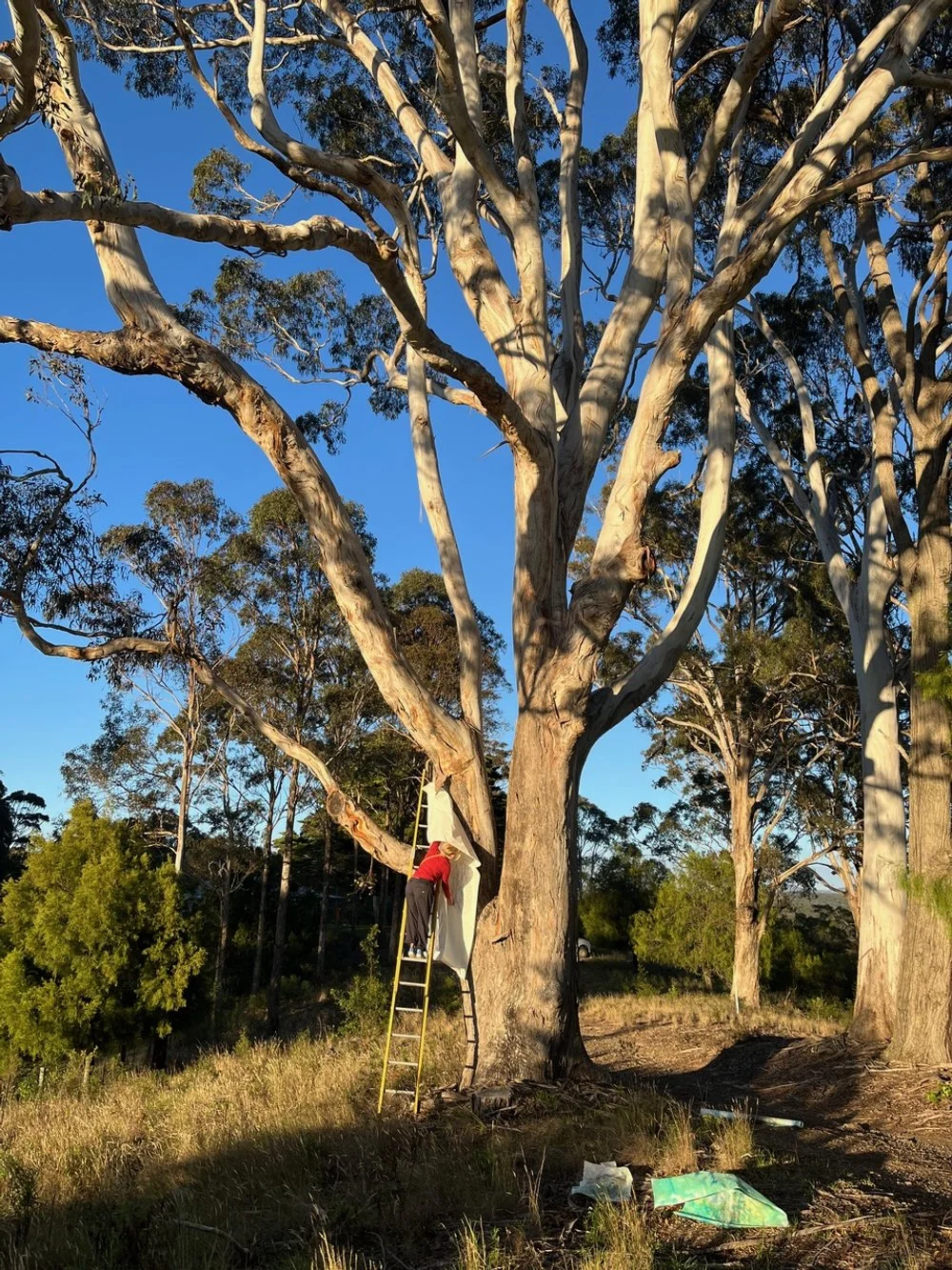 Making rubbings on the limbs of The General, 2025