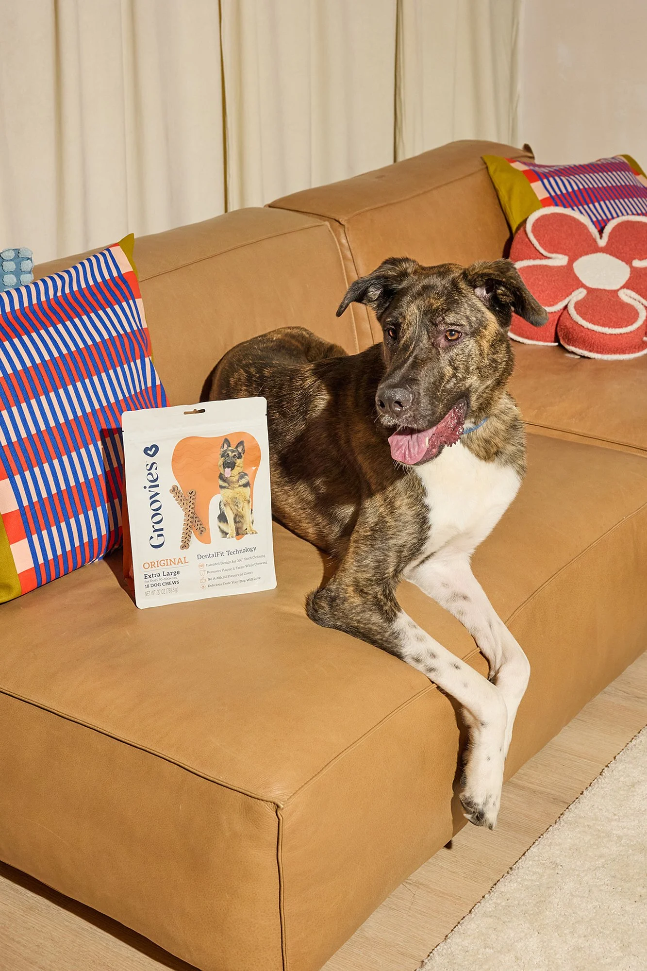 WEB-4x6-HR-Groovies-Pets-Dec-2024-PJP-1675.jpg