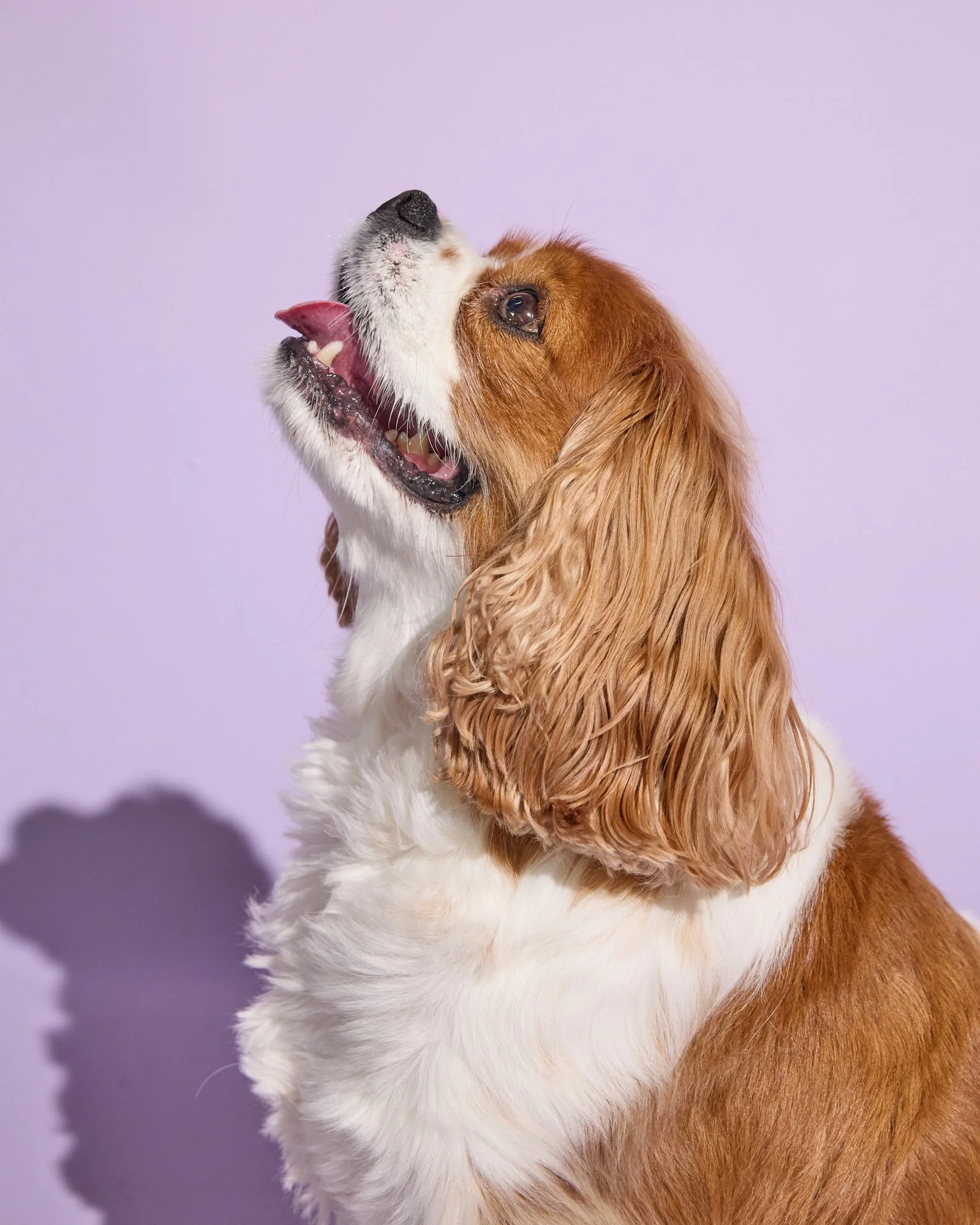 WEB-Groovies-Pets-Dec-2024-PJP-0049.jpg