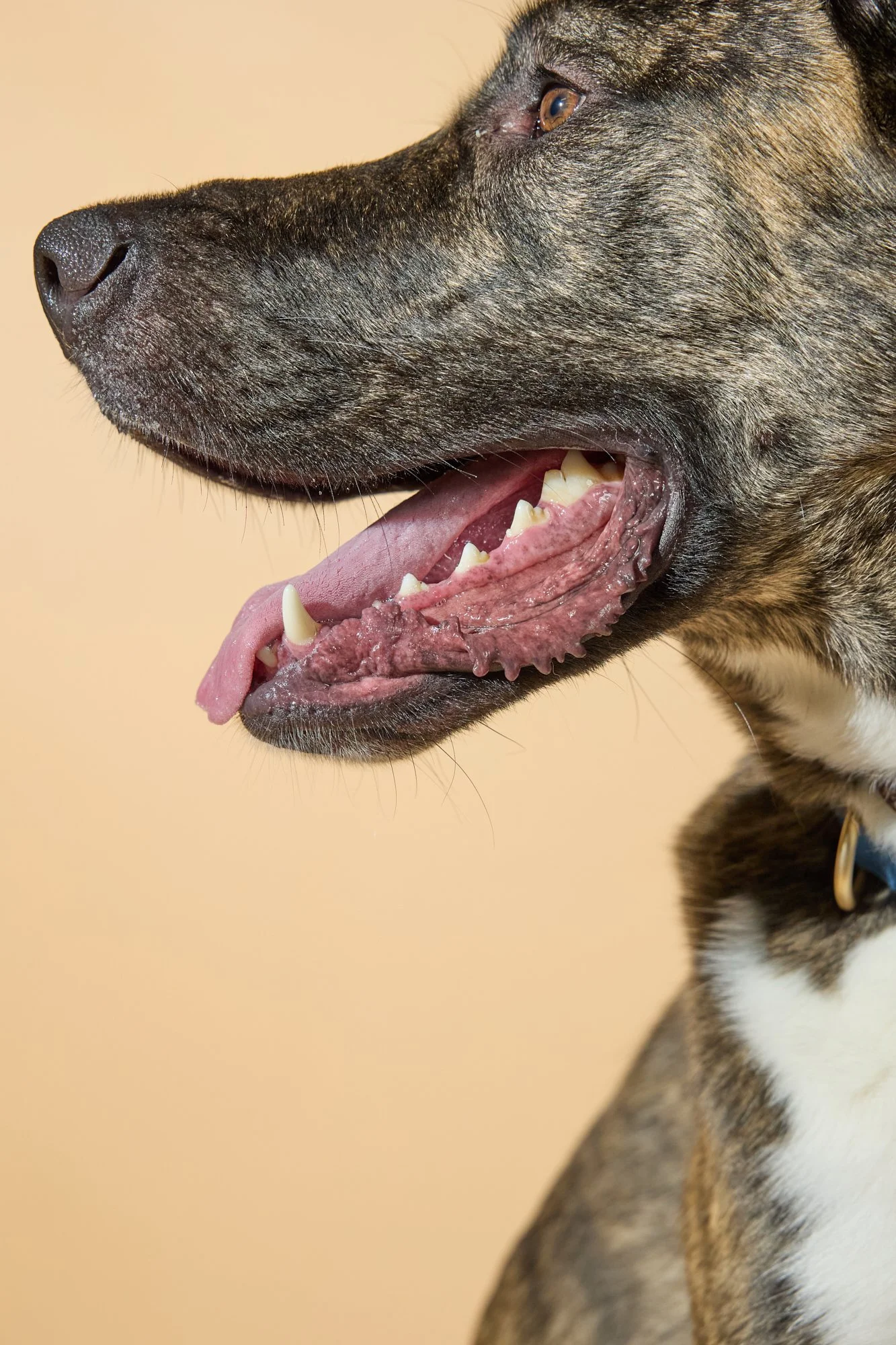 WEB-HR-Groovies-Pets-Dec-2024-PJP-1814.jpg