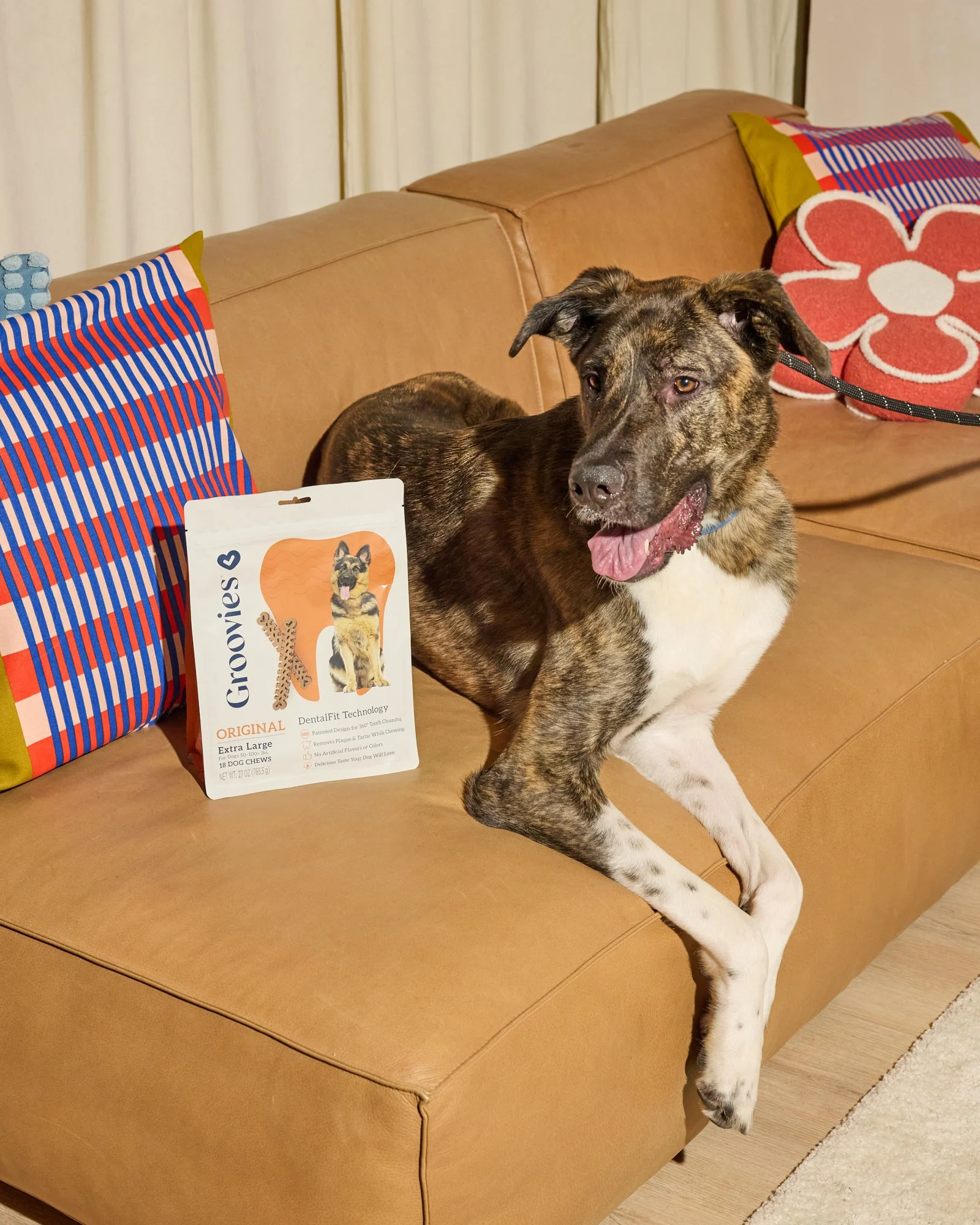 WEB-HR-Groovies-Pets-Dec-2024-PJP-1675.jpg