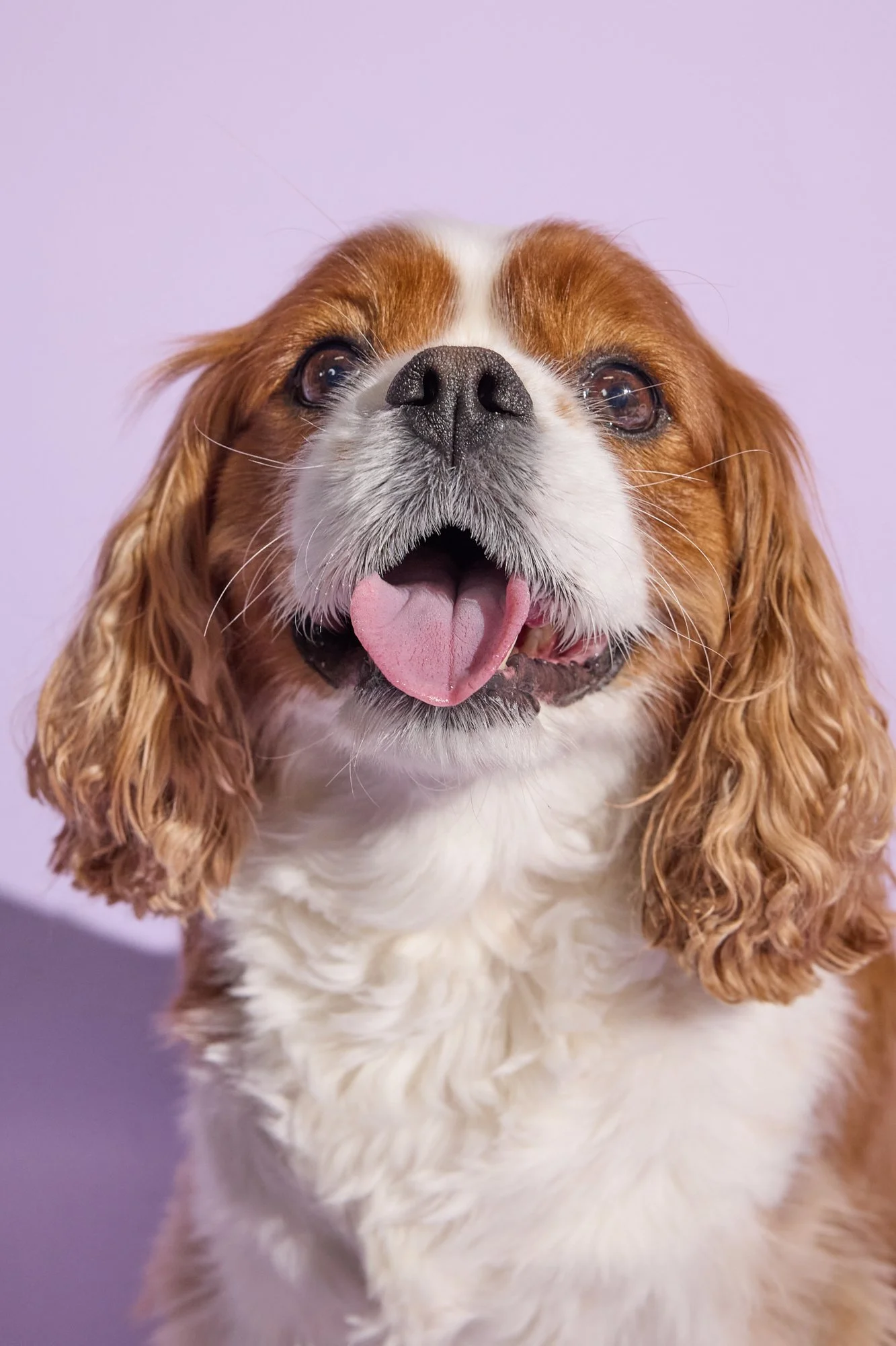 WEB-Groovies-Pets-Dec-2024-PJP-0035.jpg