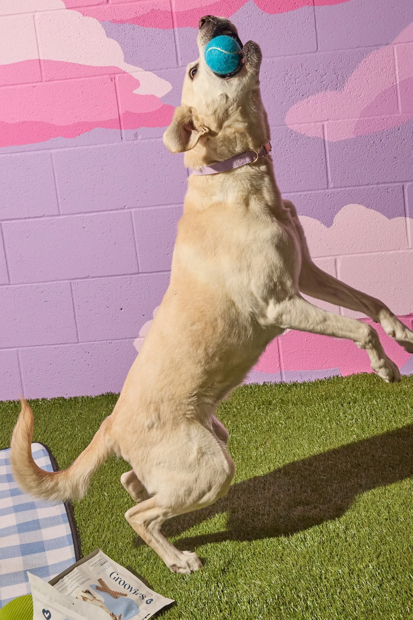 WEB-Groovies-Pets-Dec-2024-PJP-445.jpg