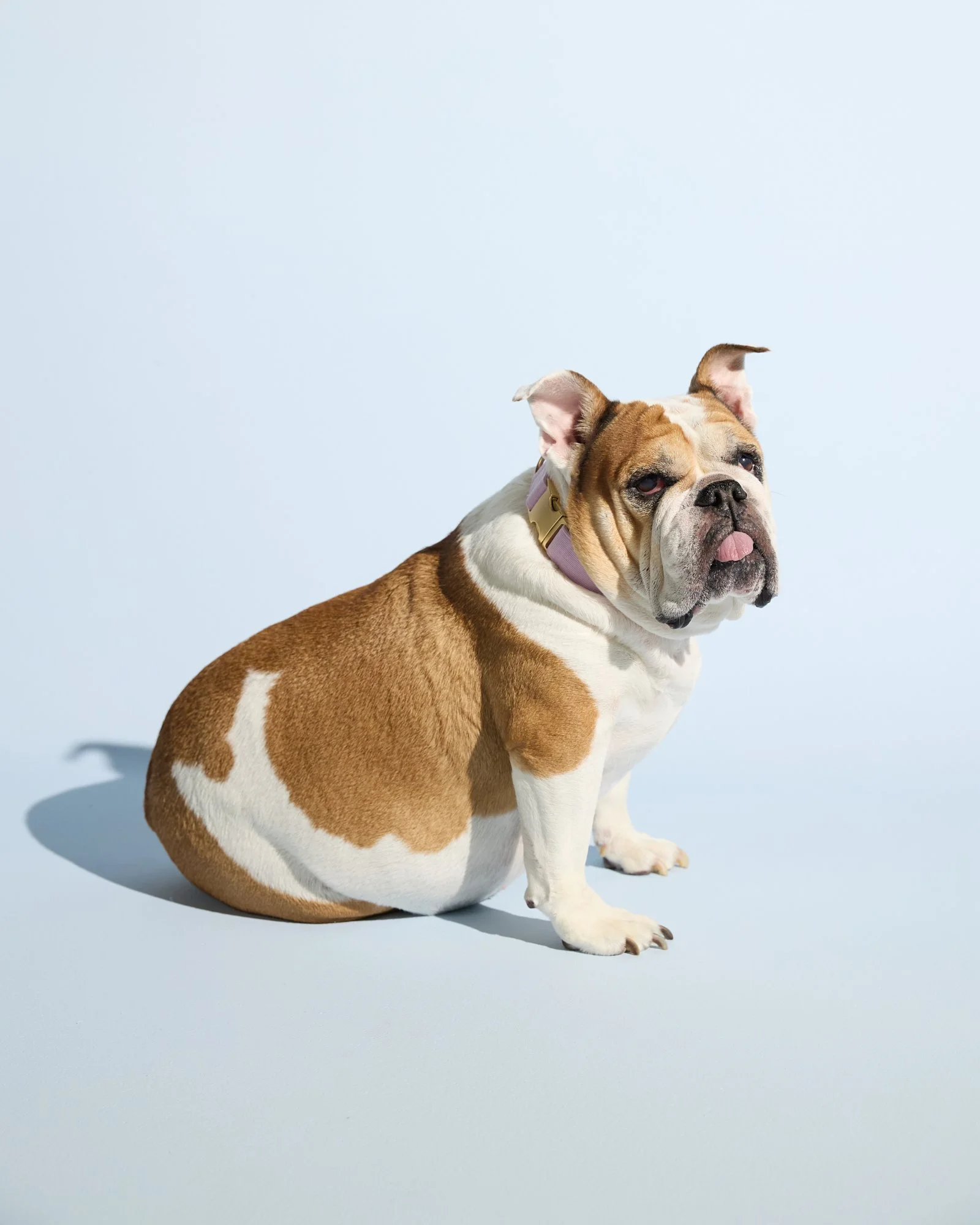 WEB-HR-Groovies-Pets-Dec-2024-PJP-1037.jpg