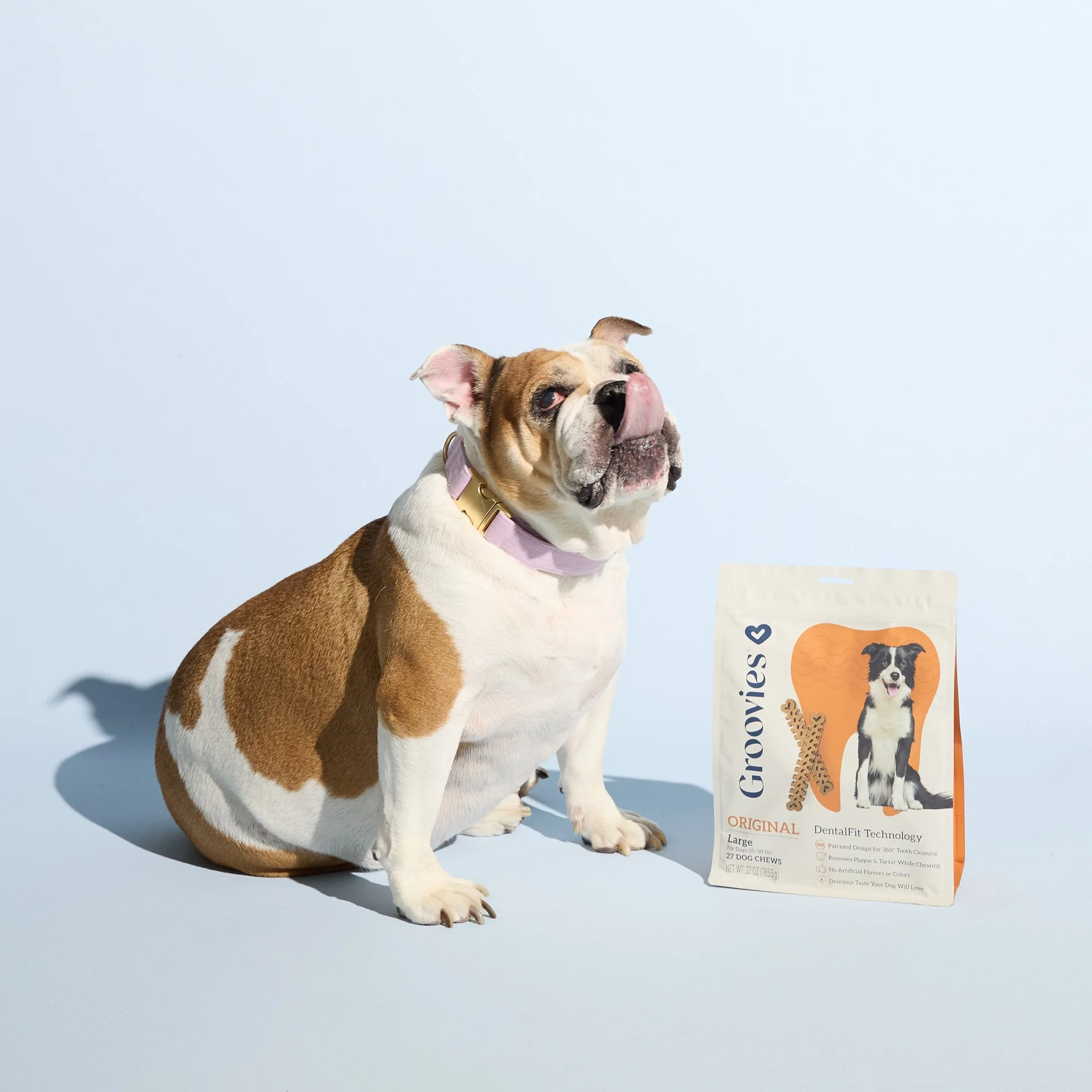 WEB-HR-Groovies-Pets-Dec-2024-PJP-1055.jpg
