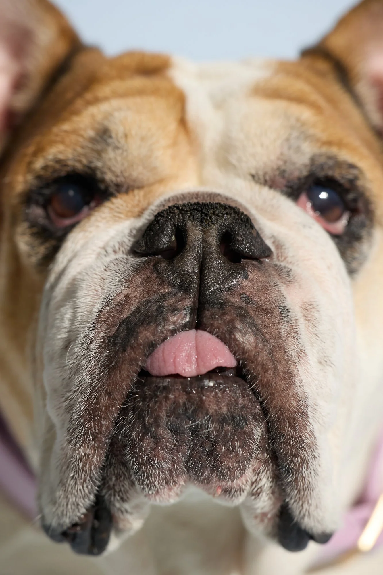WEB-HR-Groovies-Pets-Dec-2024-PJP-1014.jpg