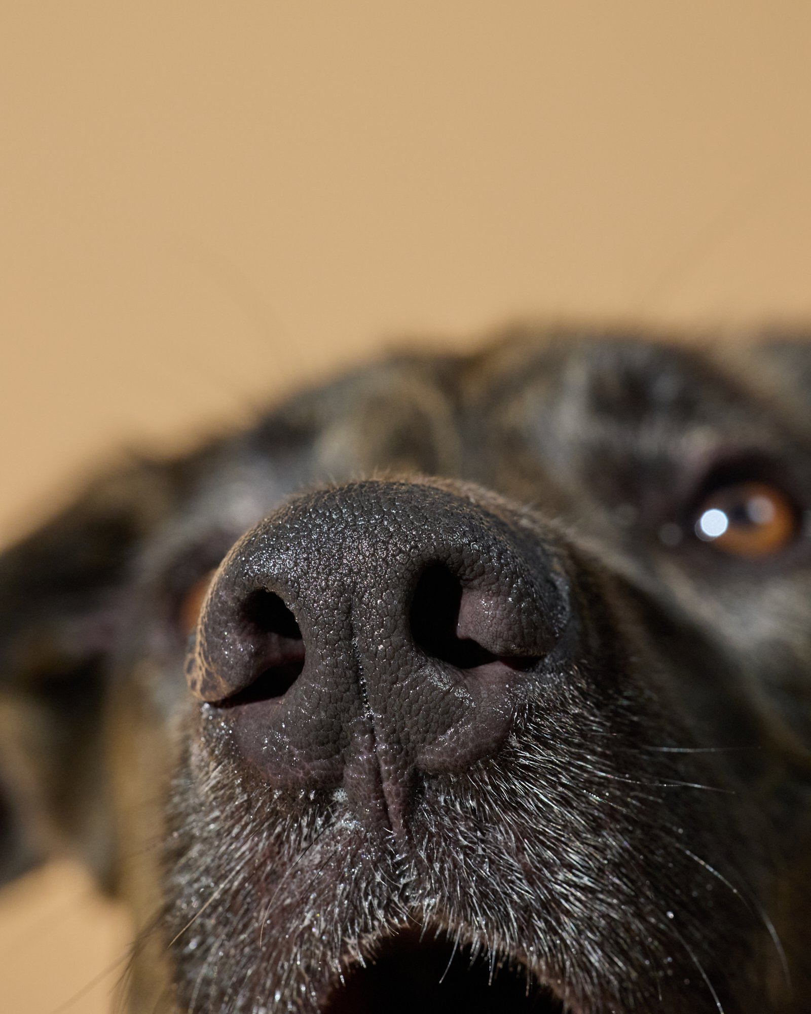 WEB-HR-Groovies-Pets-Dec-2024-PJP-1844.jpg