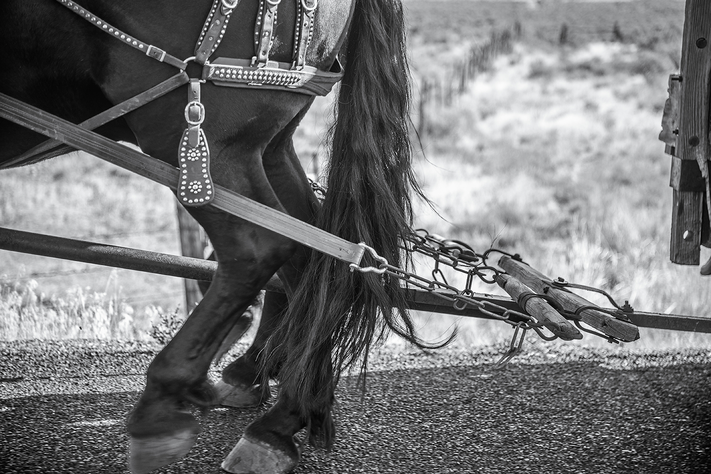 Horses pulling a wagon