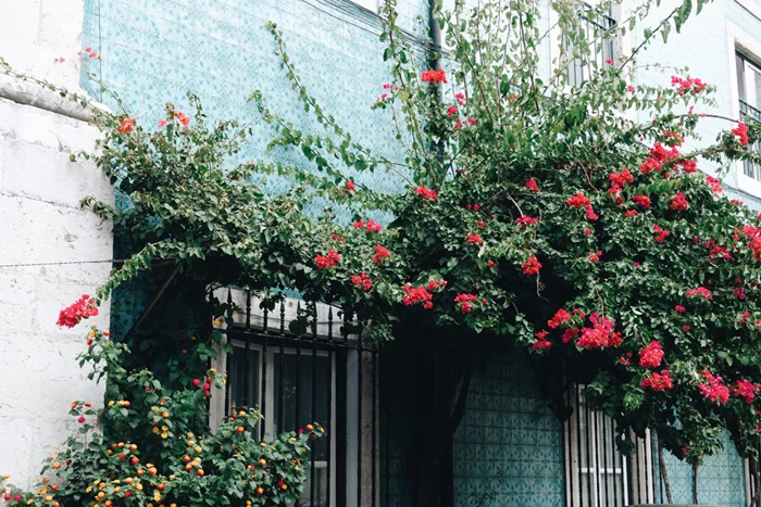 House in Alfama