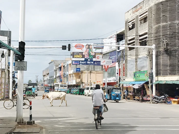 A cow casually crosses the main street