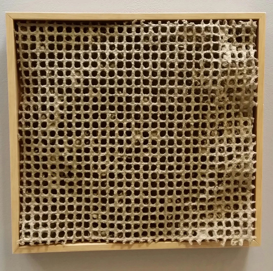 DAWN WOHLFORD - Bettendorf, IA Cellular handmade sisal paper