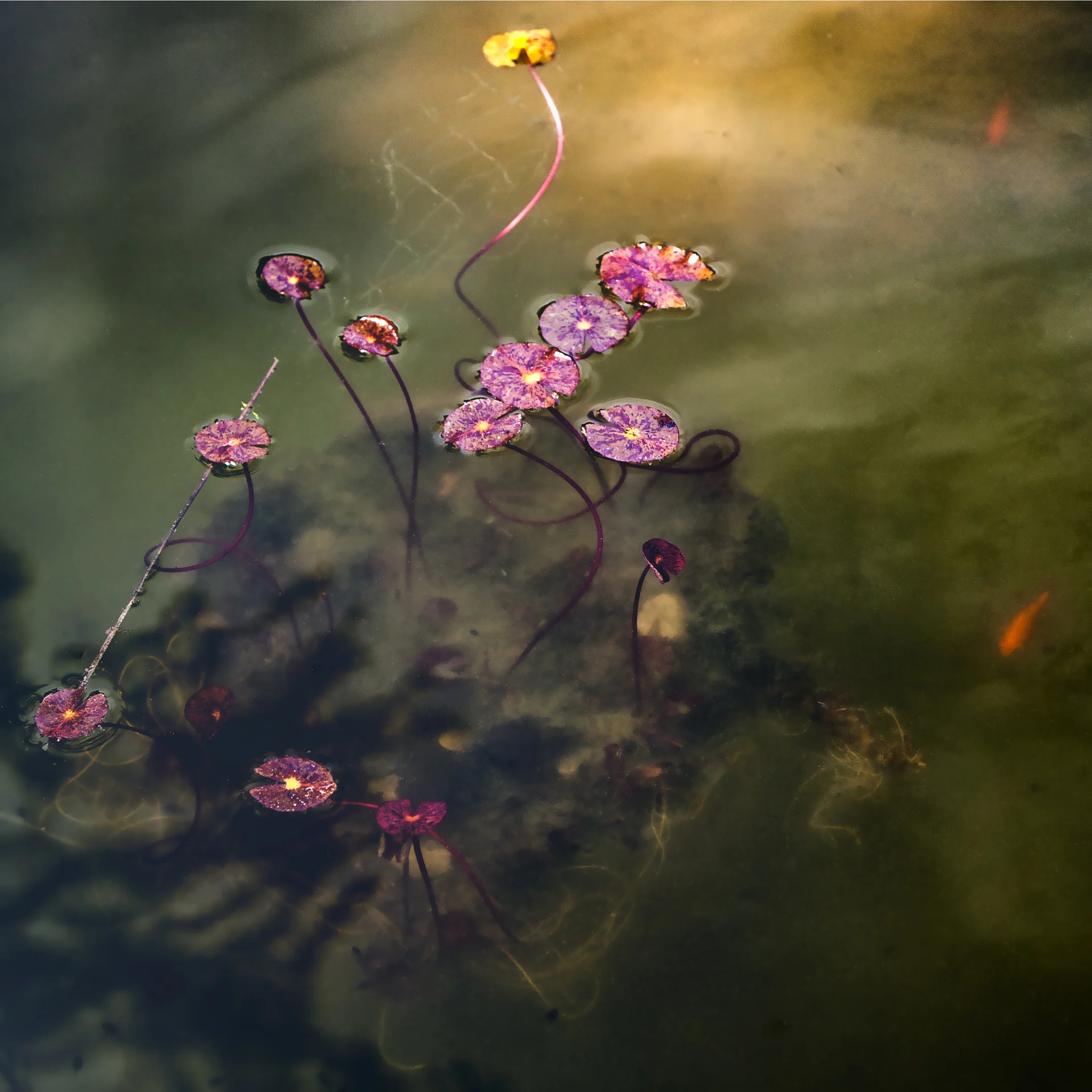 TRENT FOLTZ - Geneseo, IL Seeing Orange photography, $300