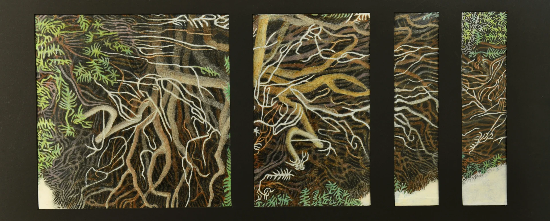 GREG THATCHER - Fairfield, IA Yew Tree Quadriptych hand colored giclee print, $2,250