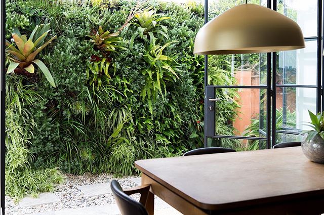 Vertical green walls are popular now in both commercial and residential spaces but rarely do they look as lush as Eds from @greenwallaustralia ❤️❤️
.
.
.
.
.
.
. #garden #gardendesign #gardens #greenwall #verticalgarden #residentialdesign #residentia