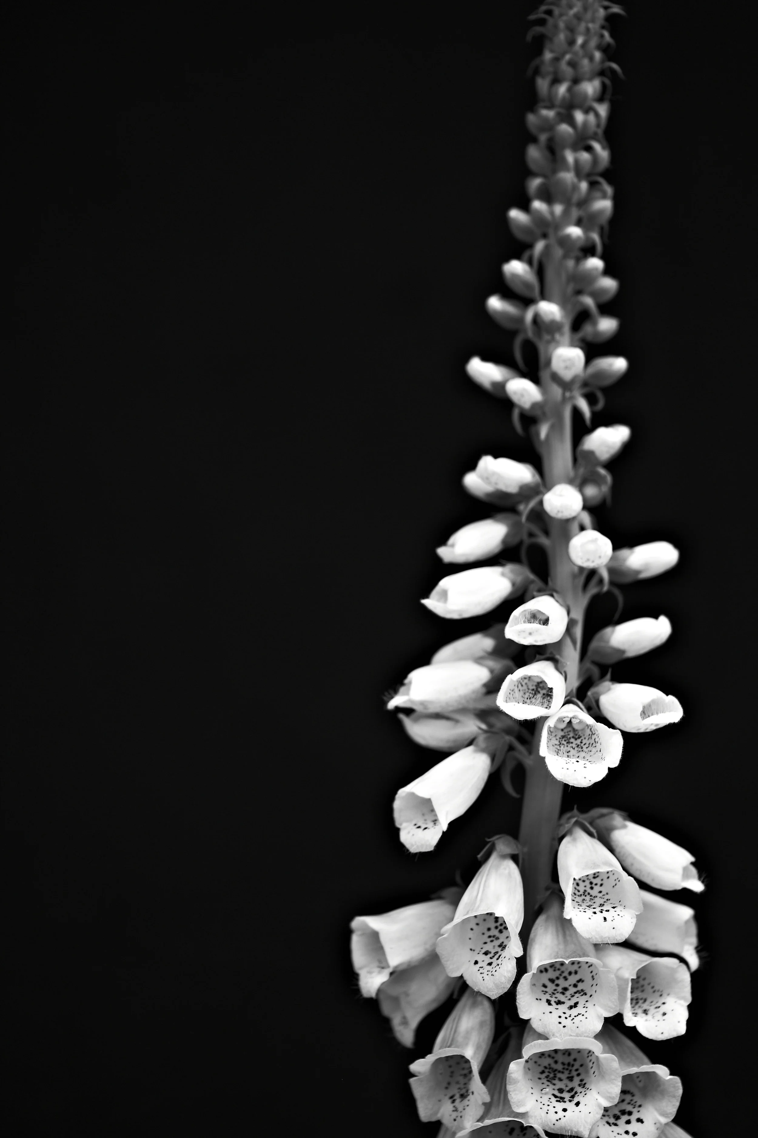 SST_1478 1.jpg