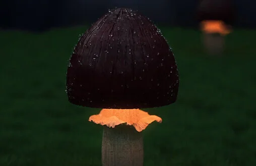 Houdini - Fungi Asset