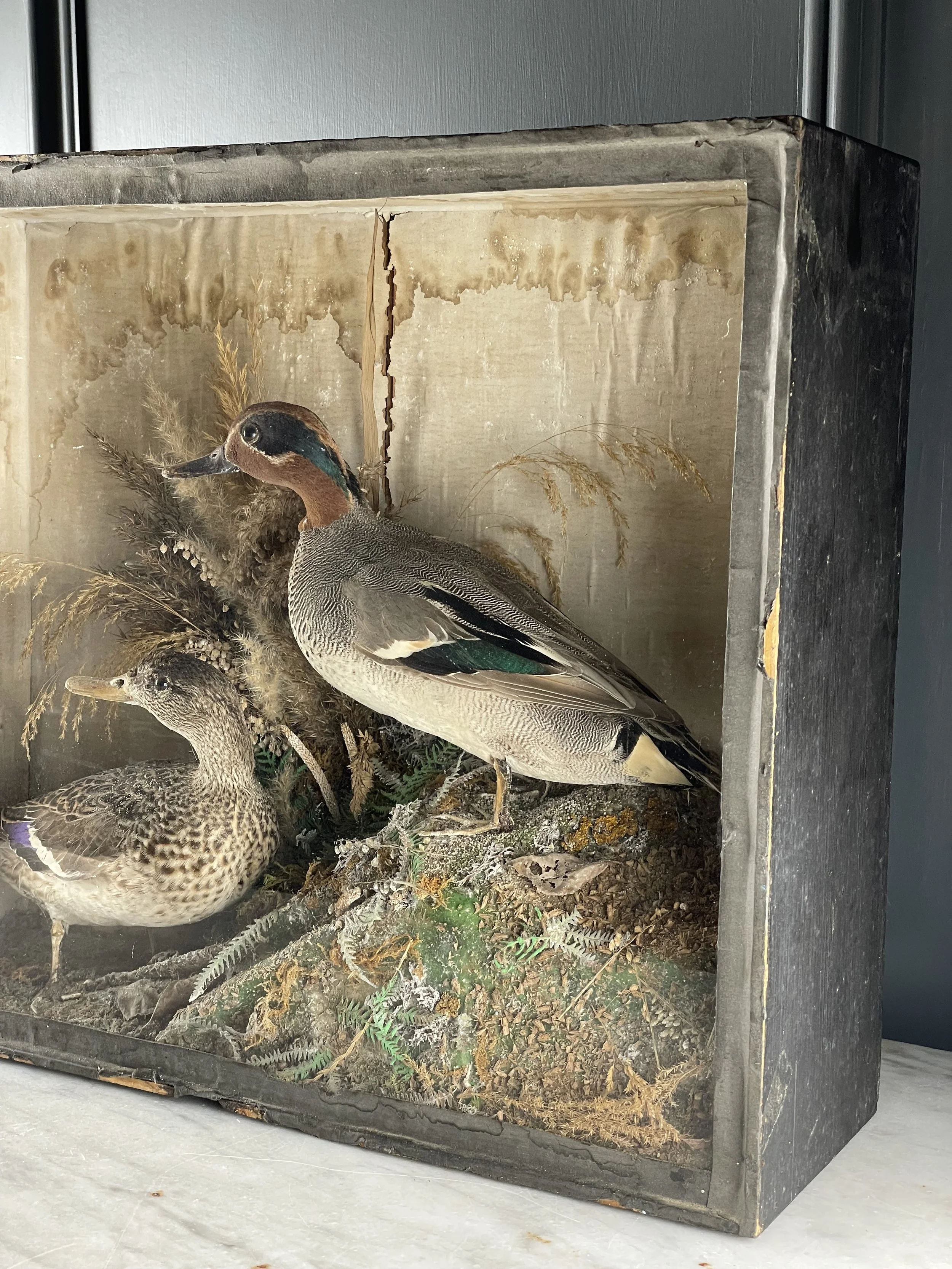 Pair Taxidermy Teal Ducks