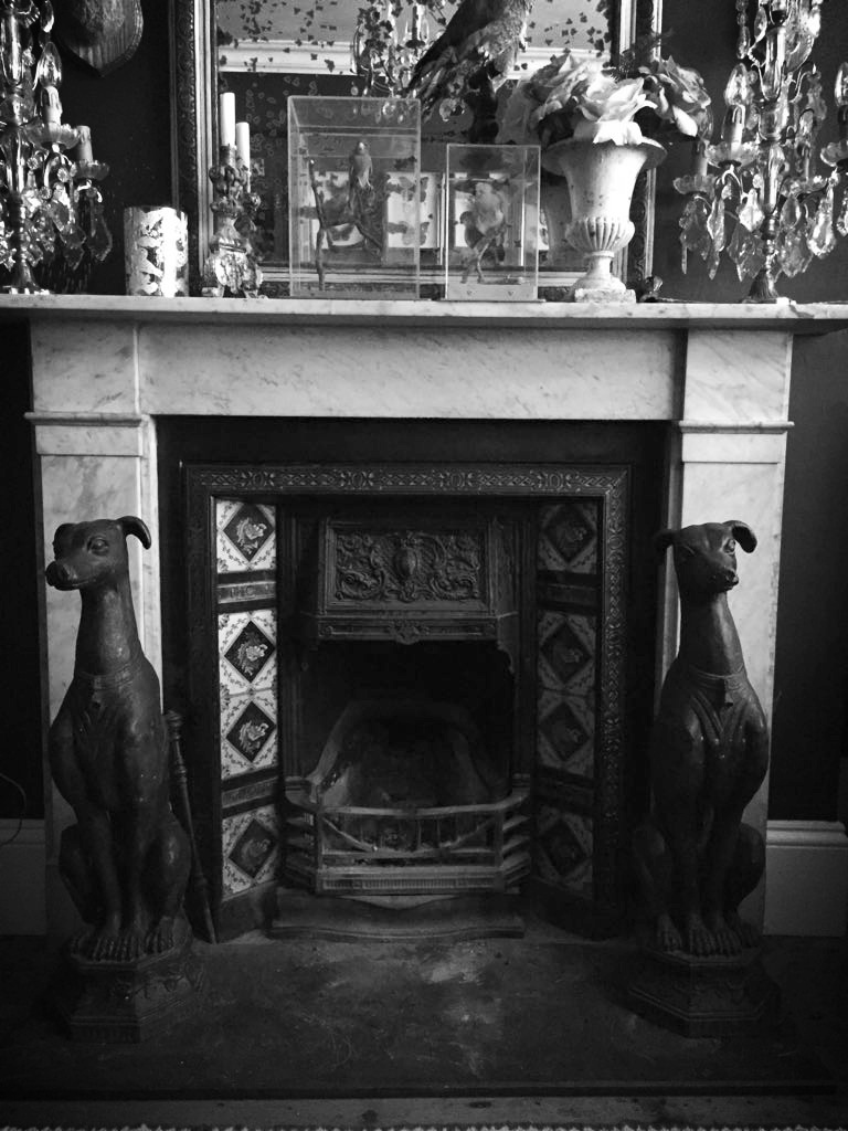 Stunning pair of Sentinel Whippets in their new home