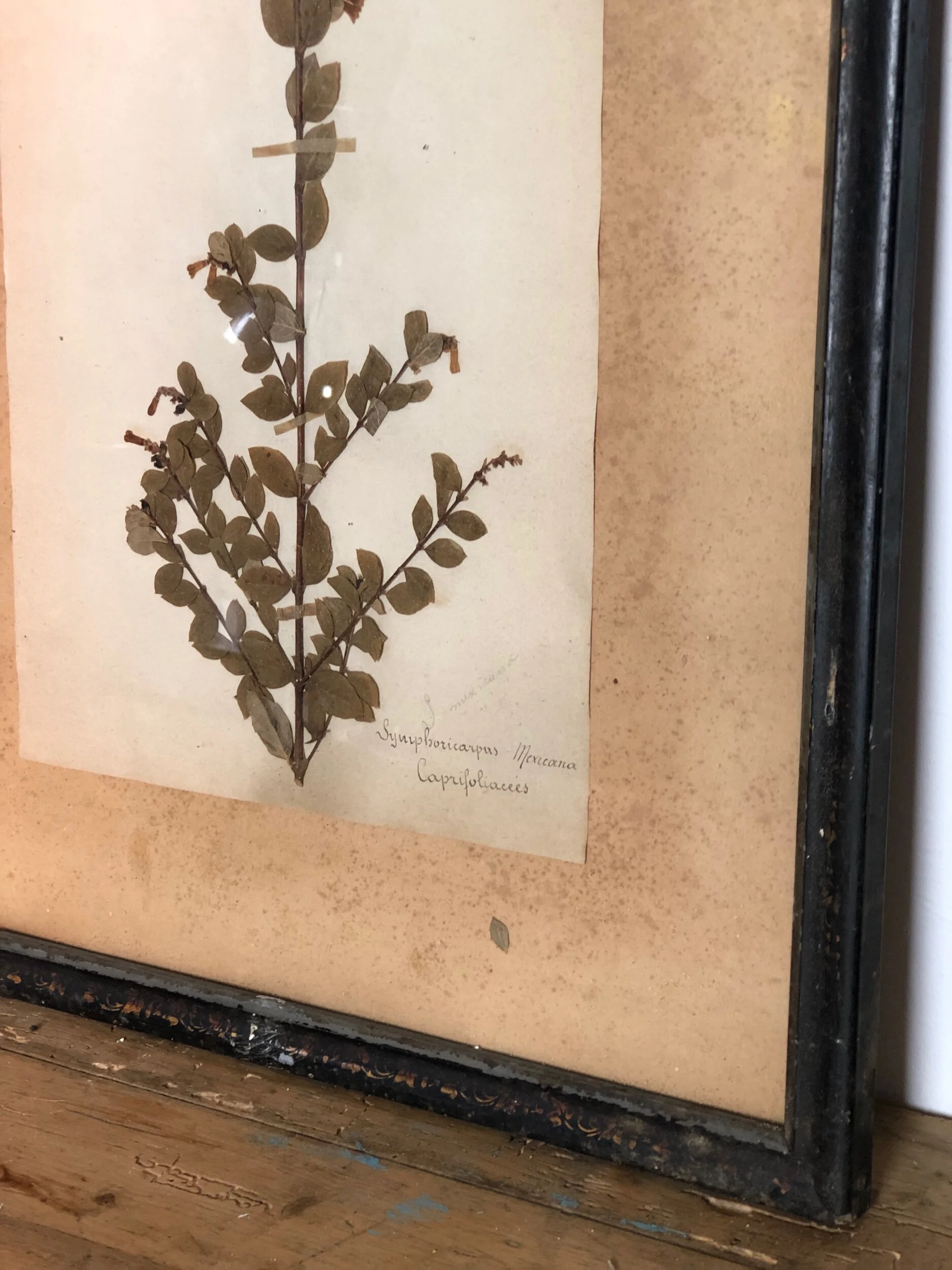 Herbarium Trio