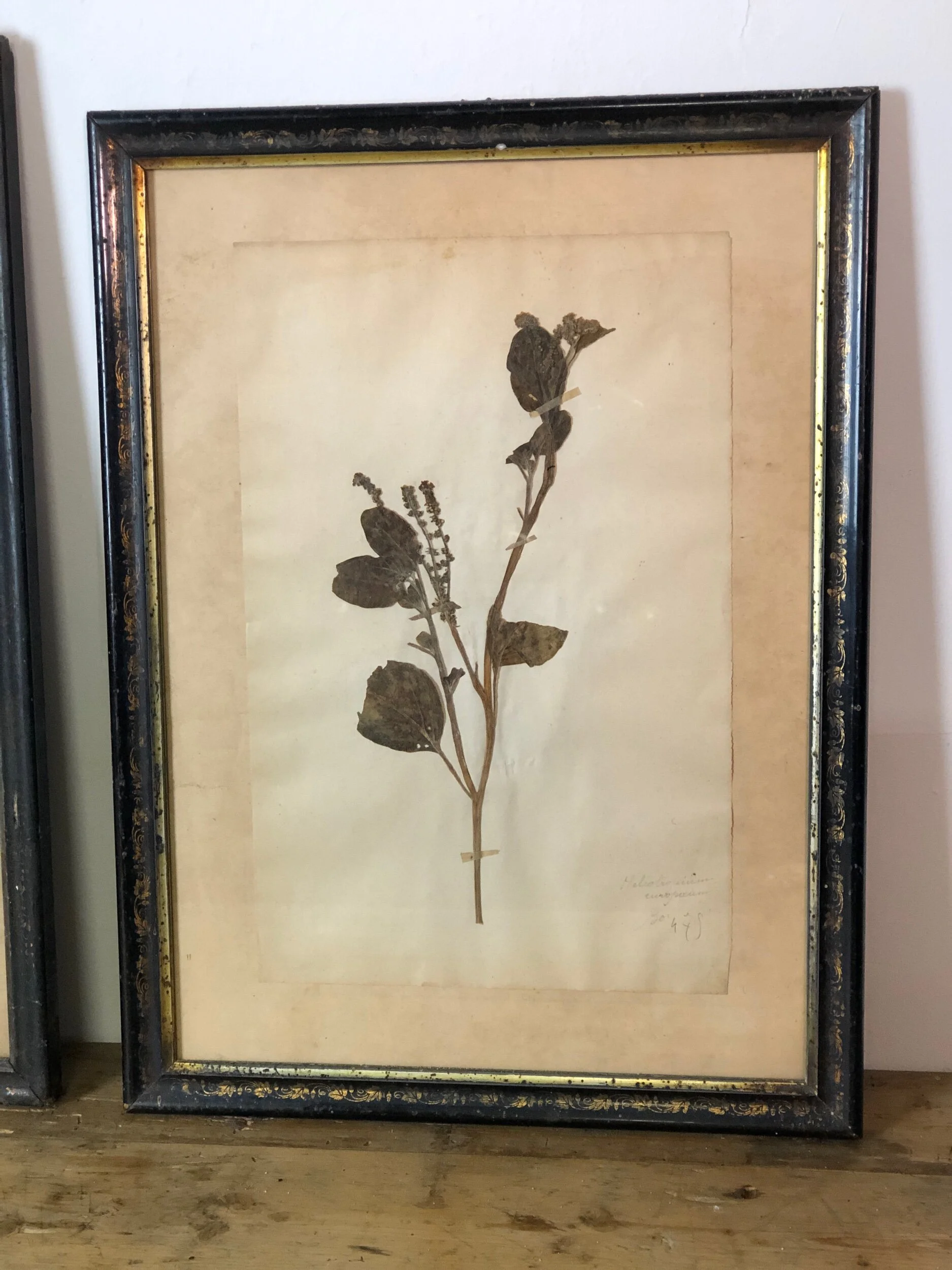Herbarium Trio