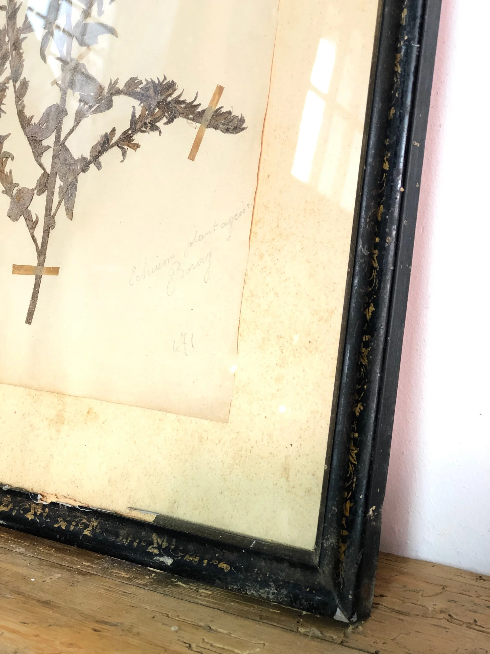 Herbarium Trio