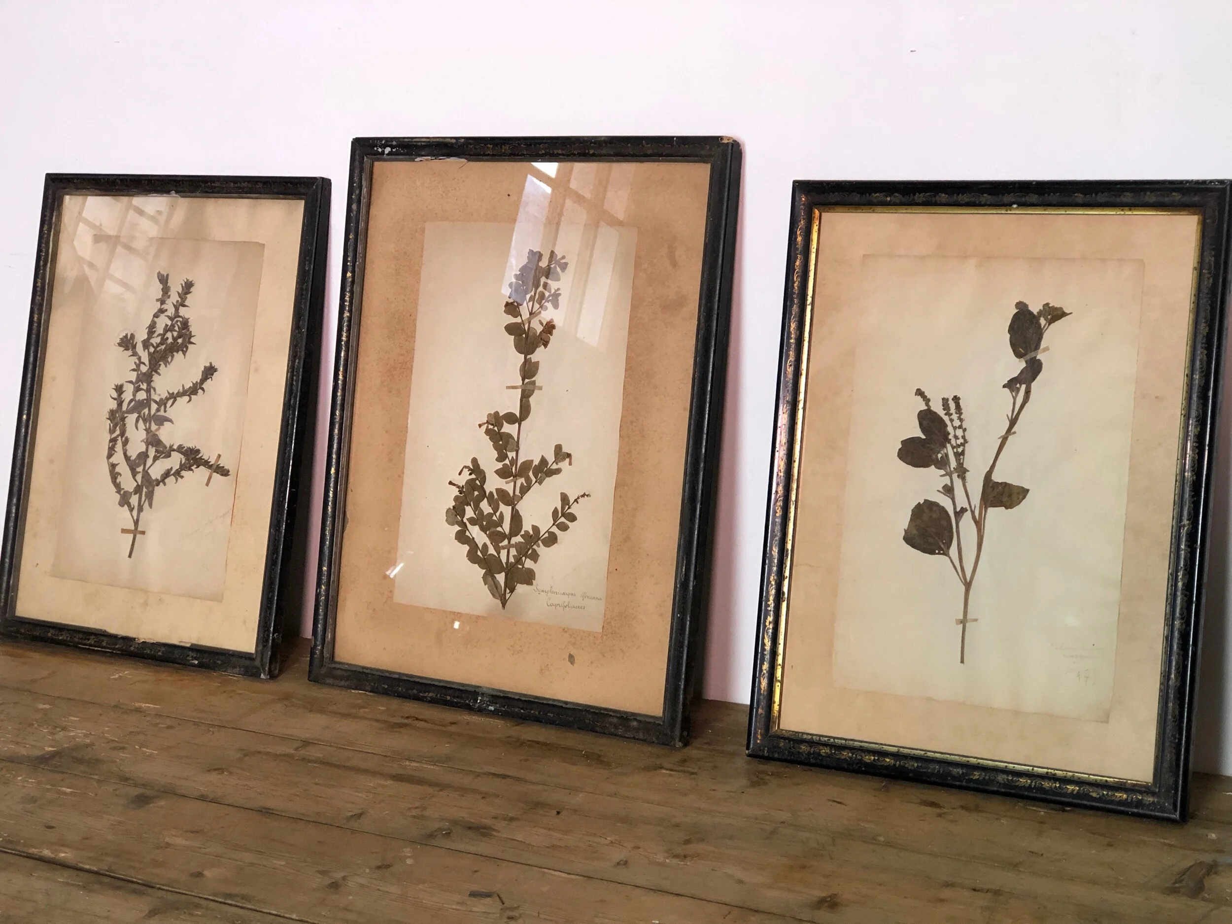 Herbarium Trio