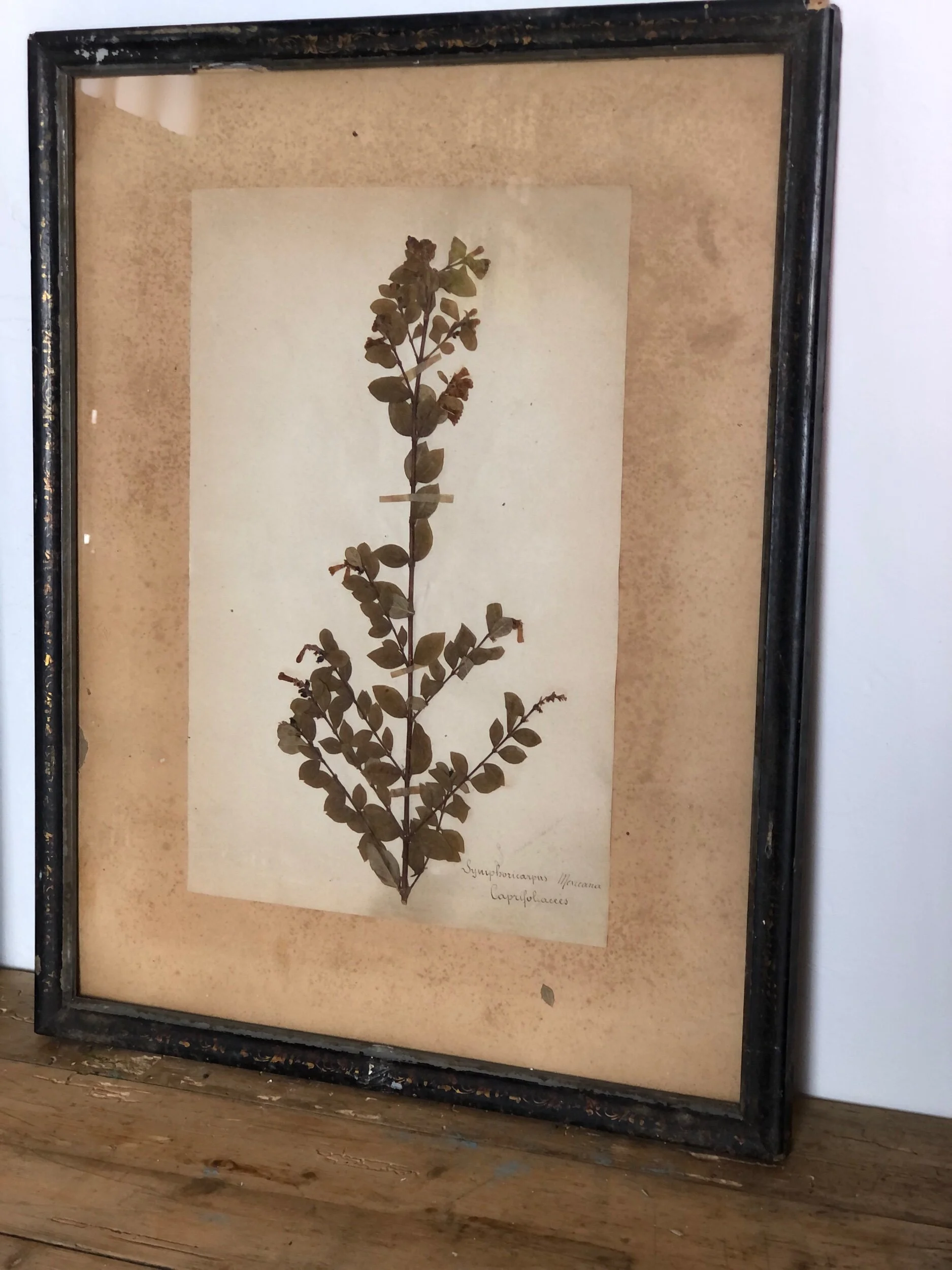 Herbarium Trio