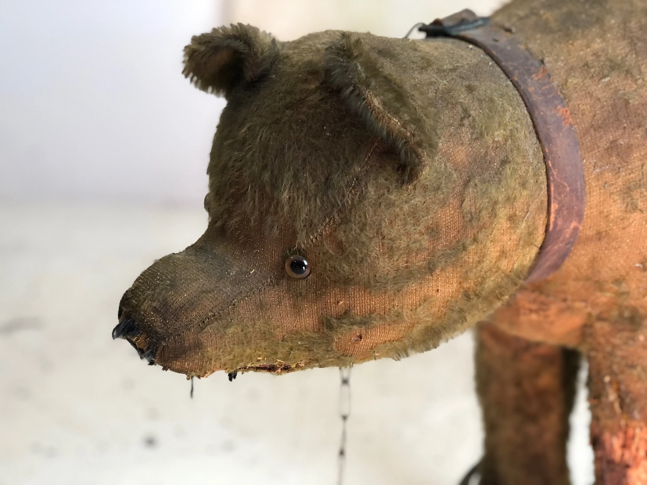 bing bear