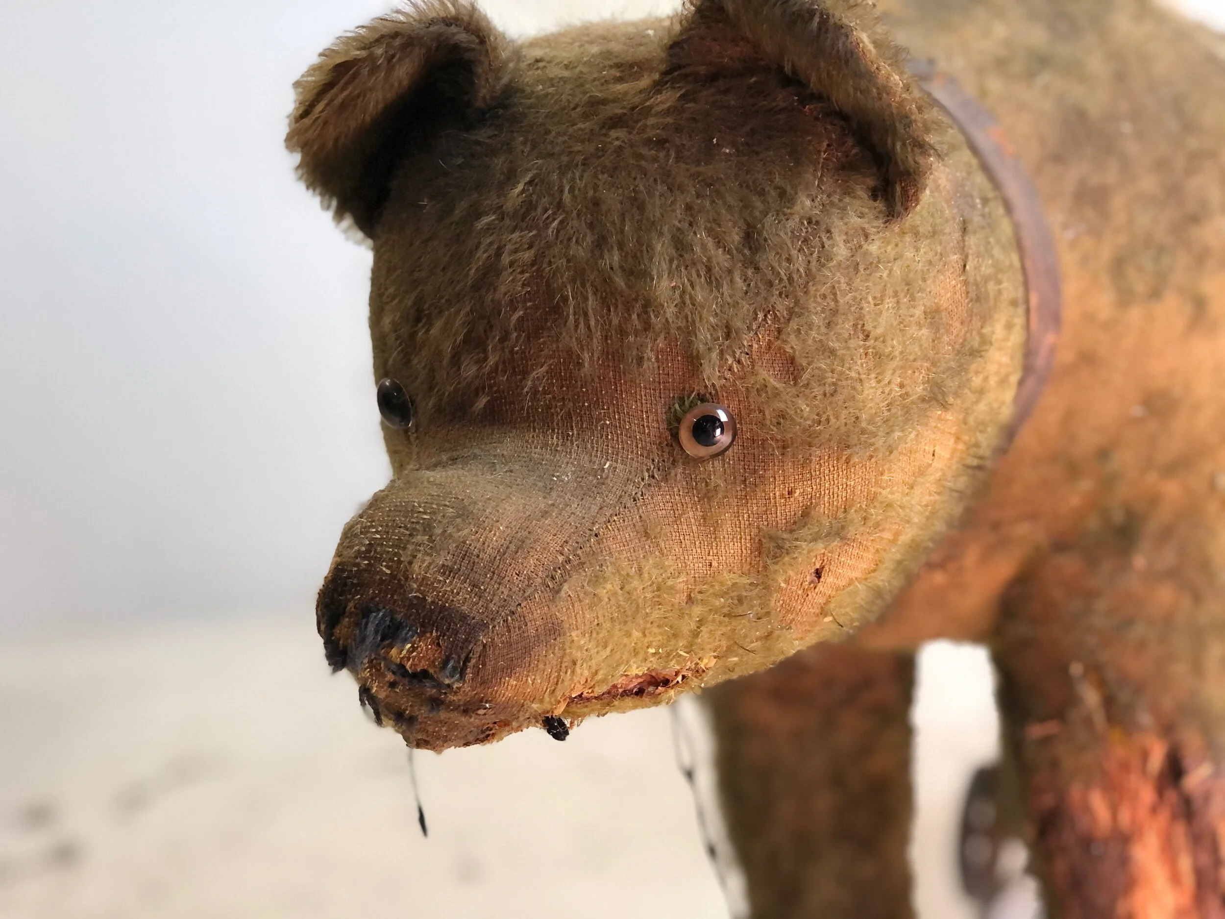 bing bear