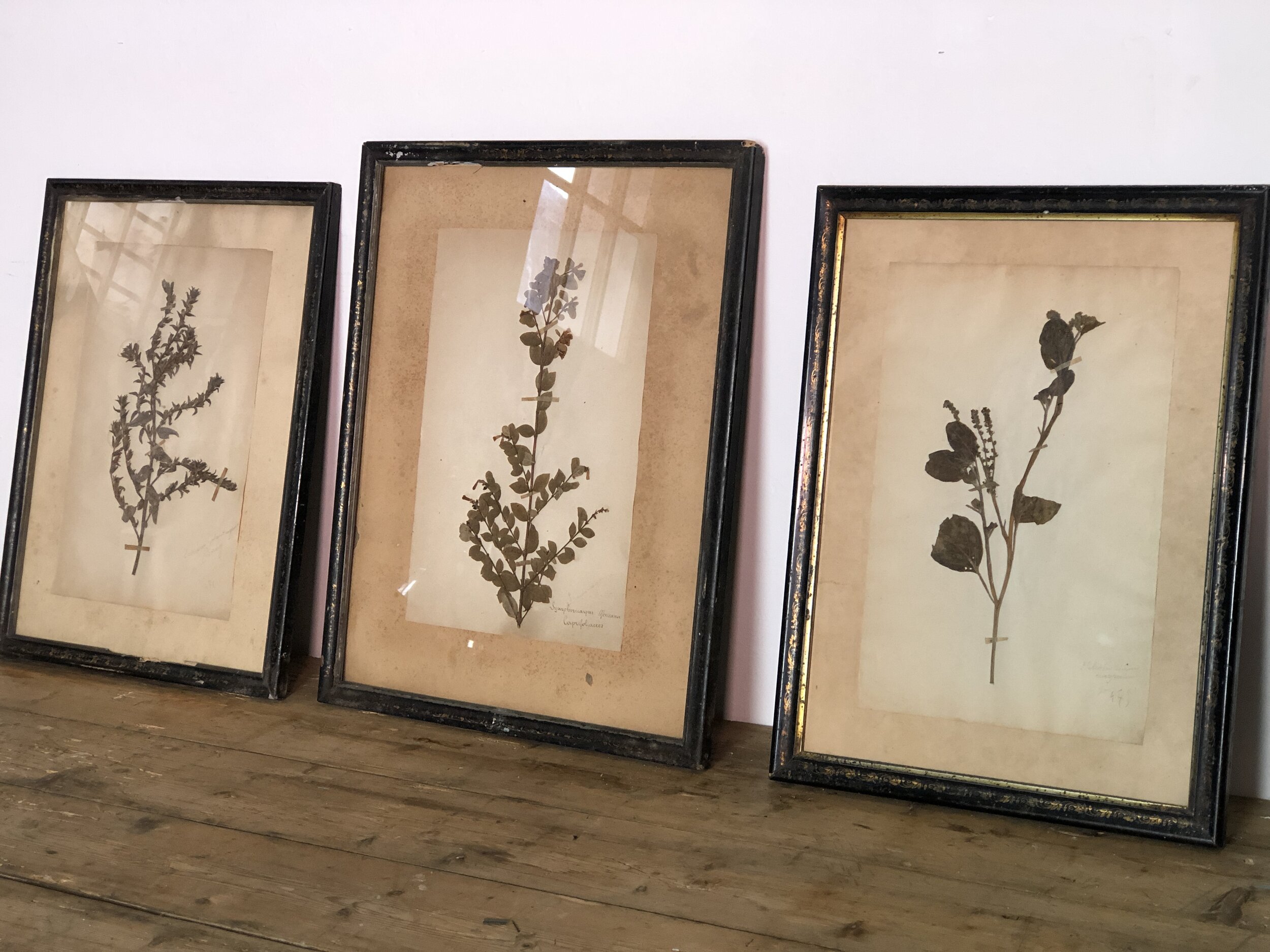 Herbarium Trio