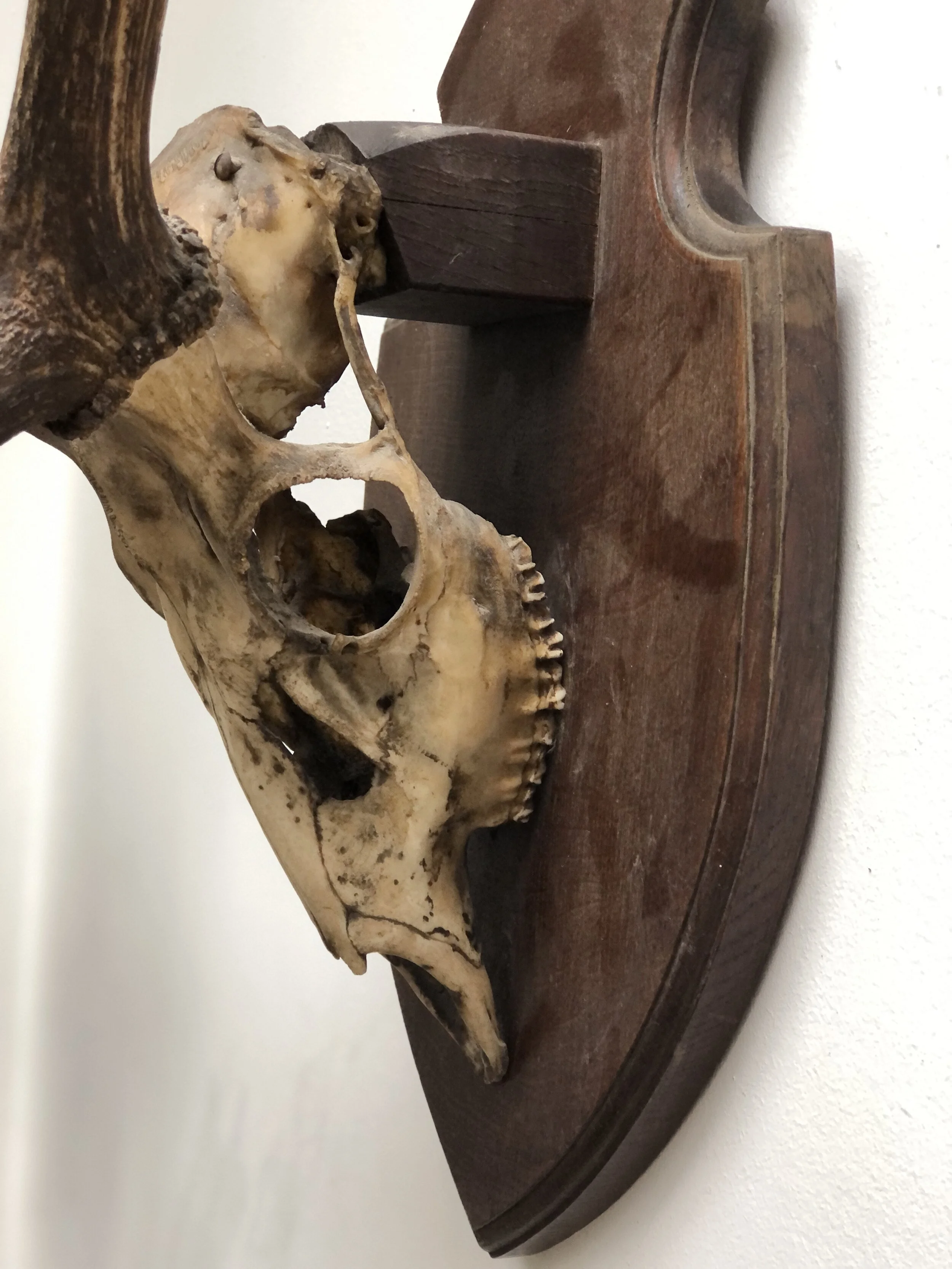 Antique Fallow Deer Antlers