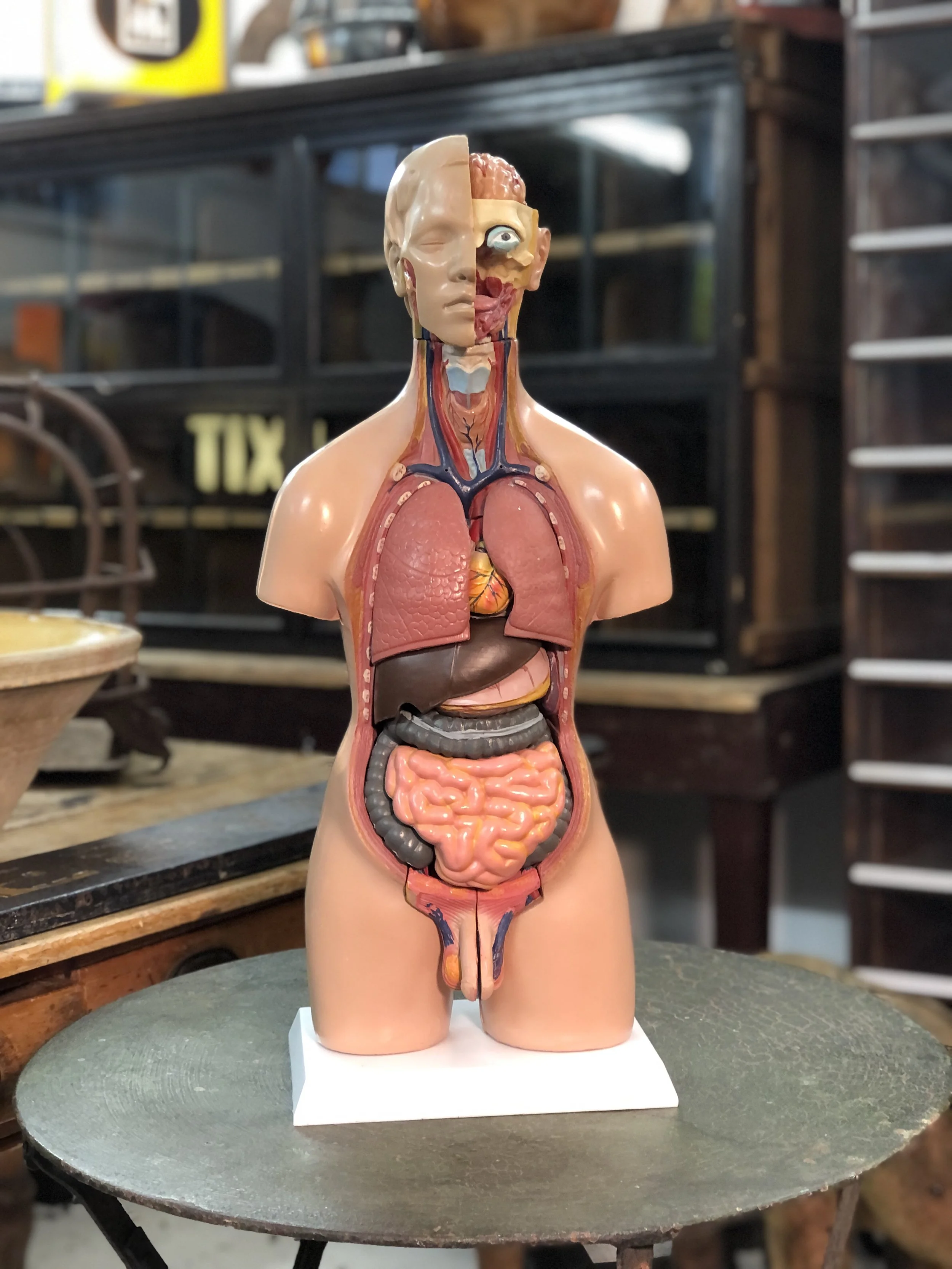 anatomical model teaching aid