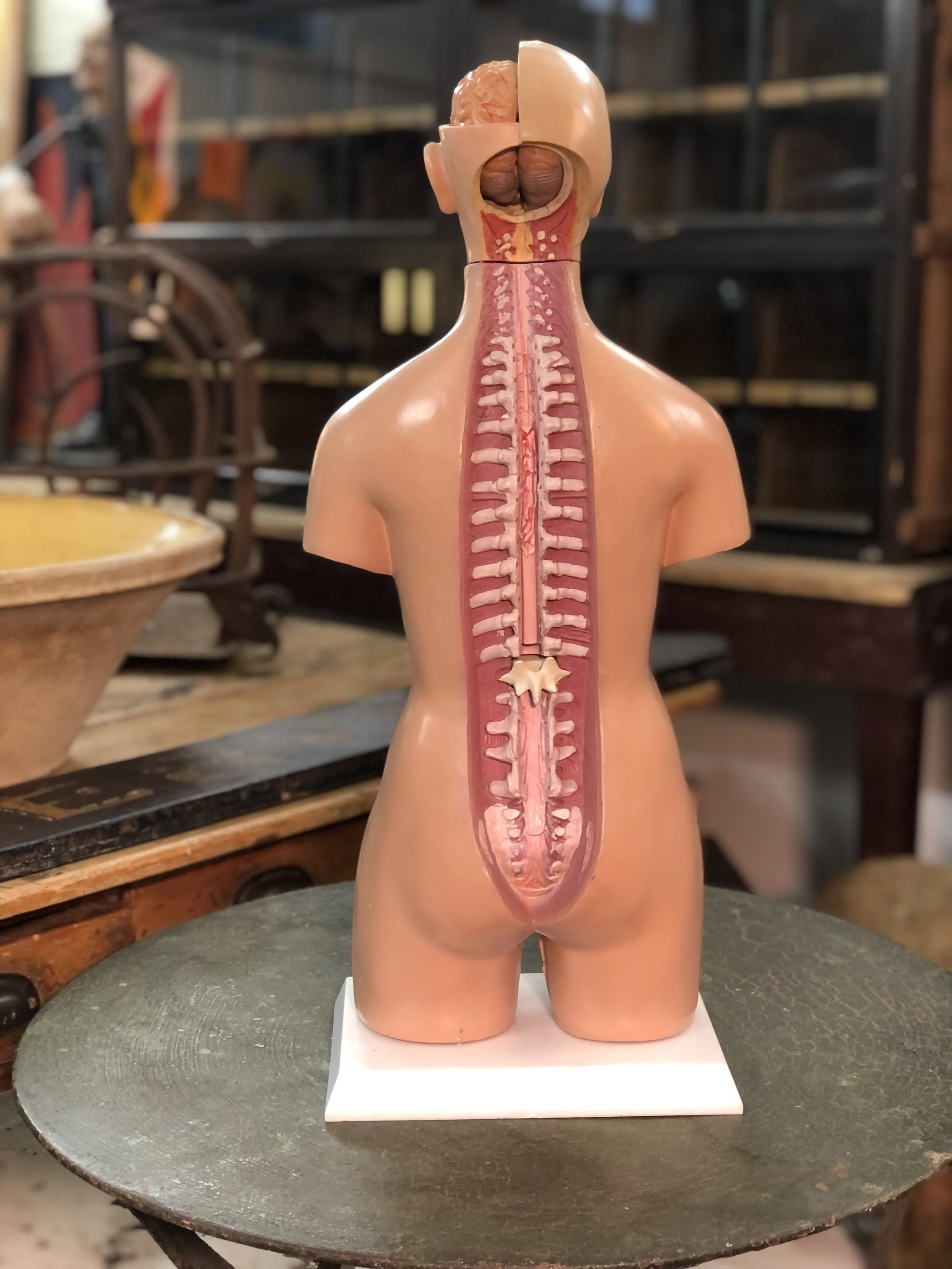 anatomical model teaching aid