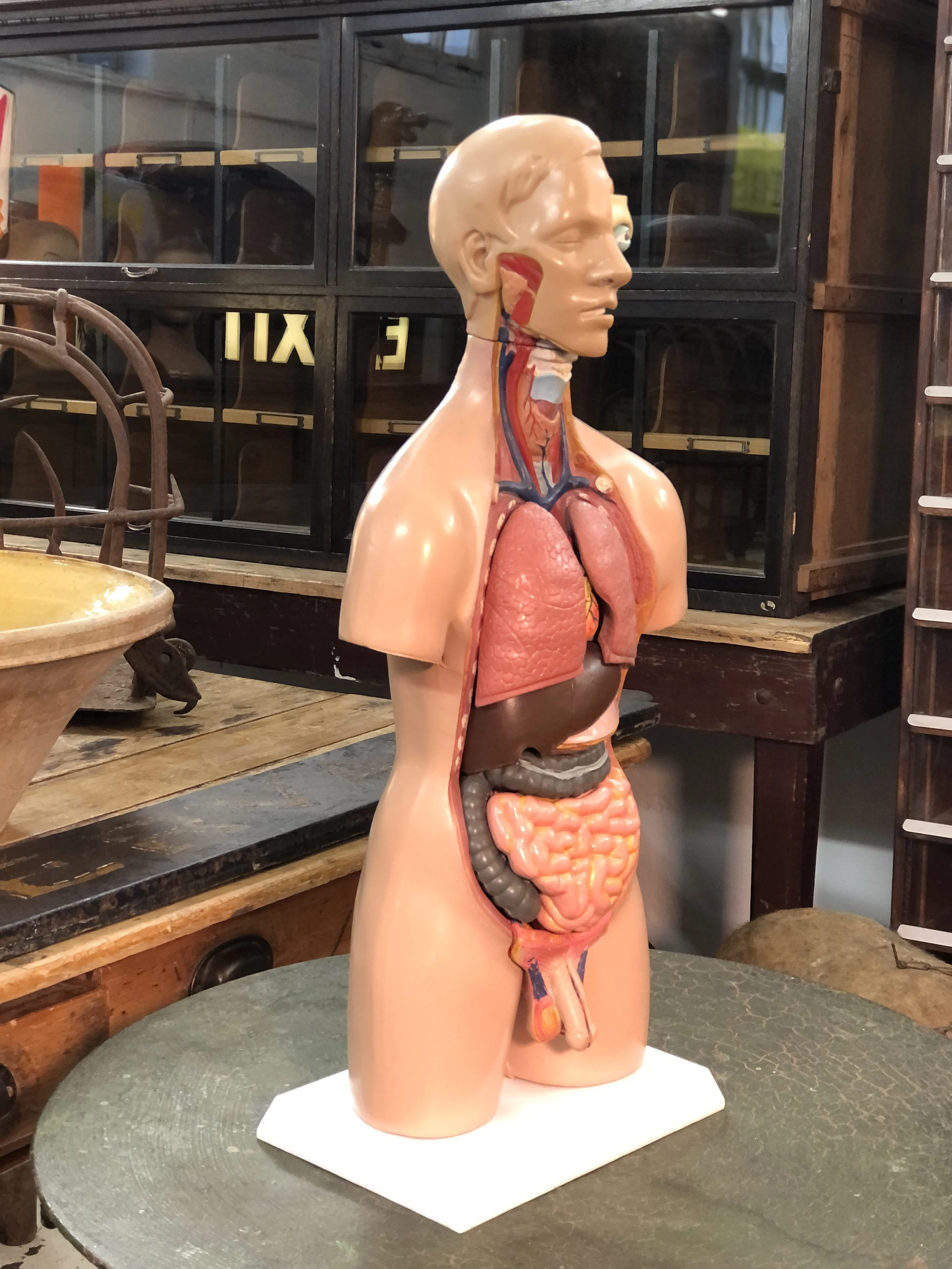 anatomical model teaching aid