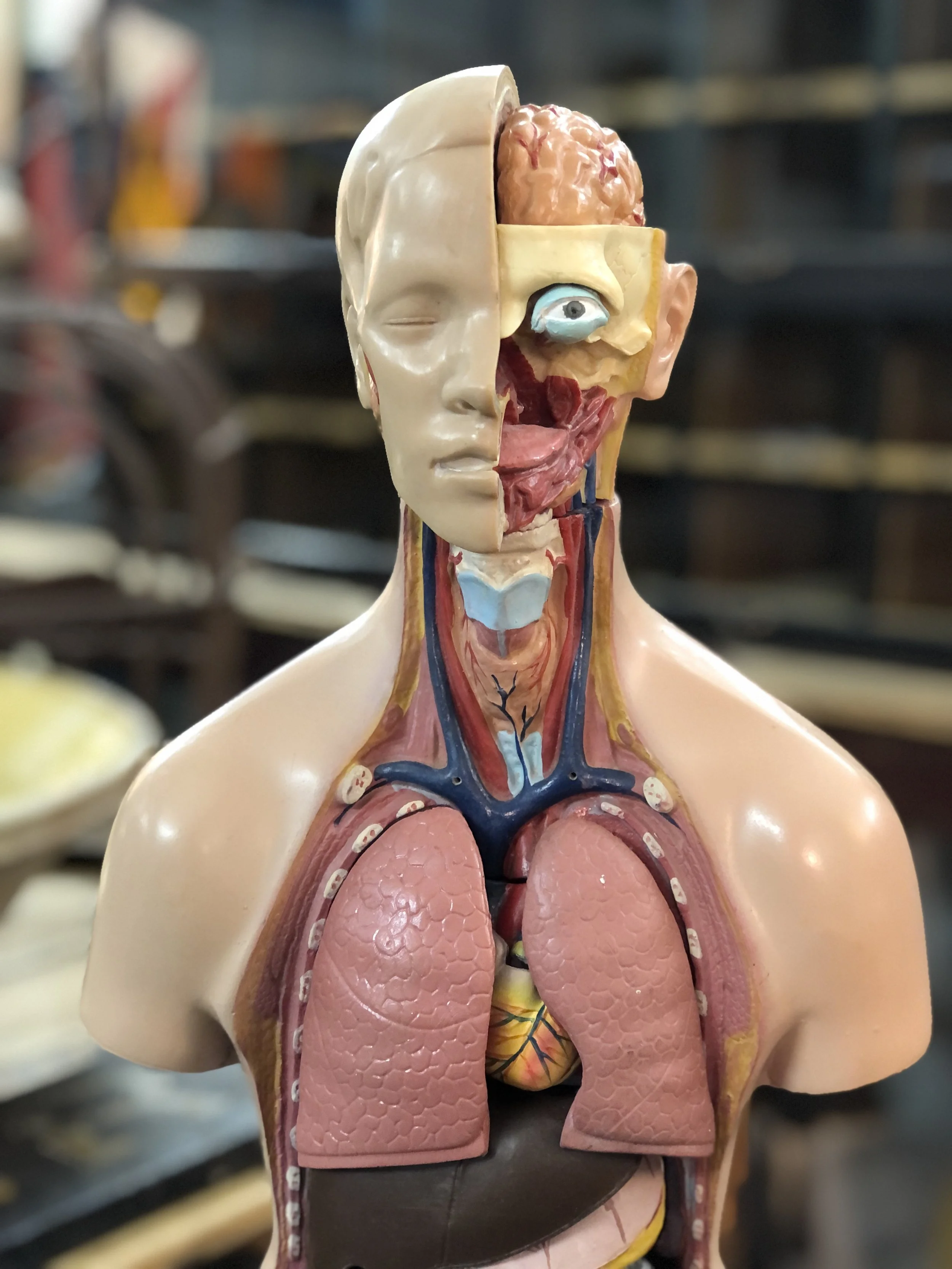 Anatomical Model Teaching Aid