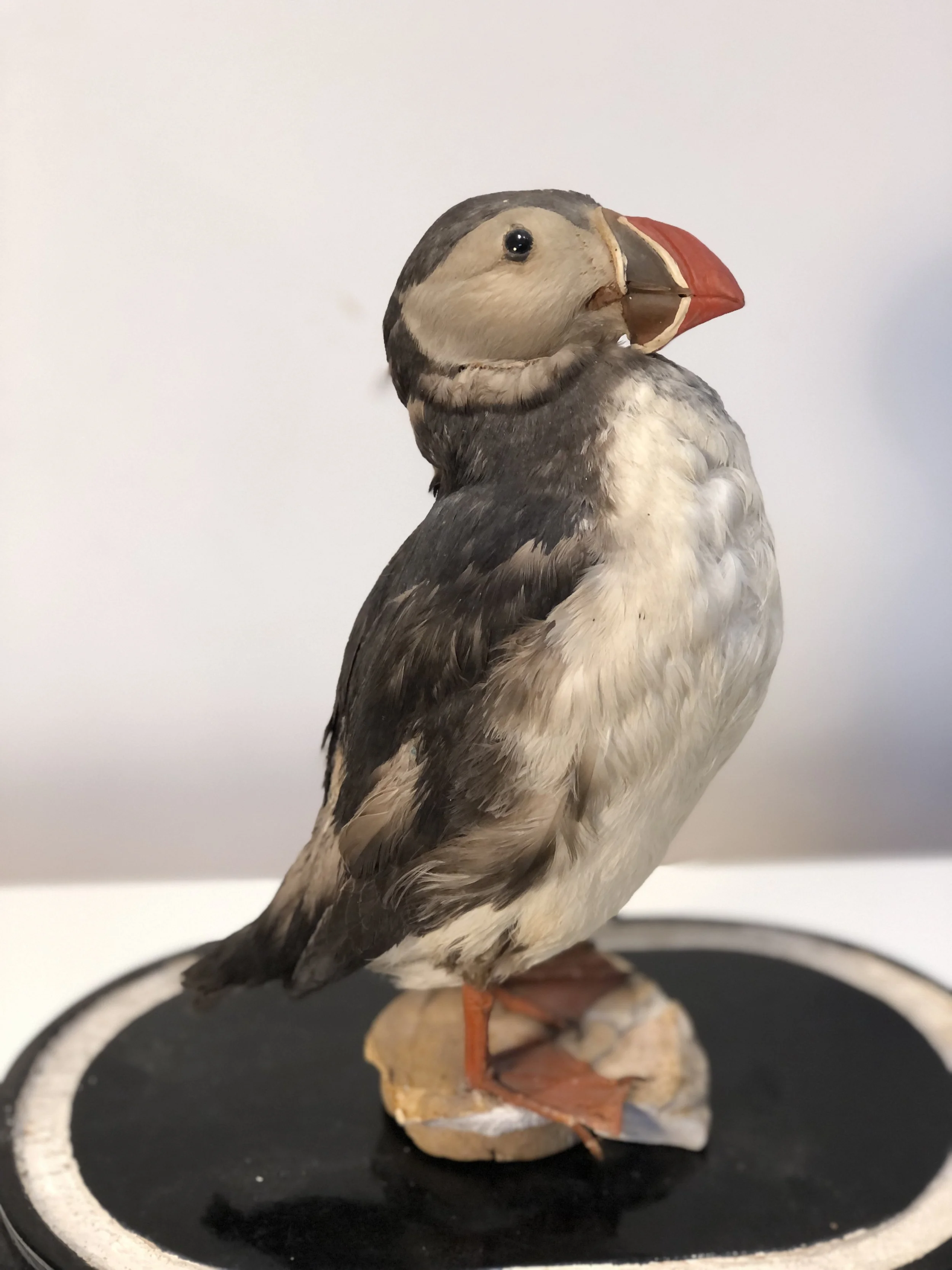 Antique Taxidermy Puffin