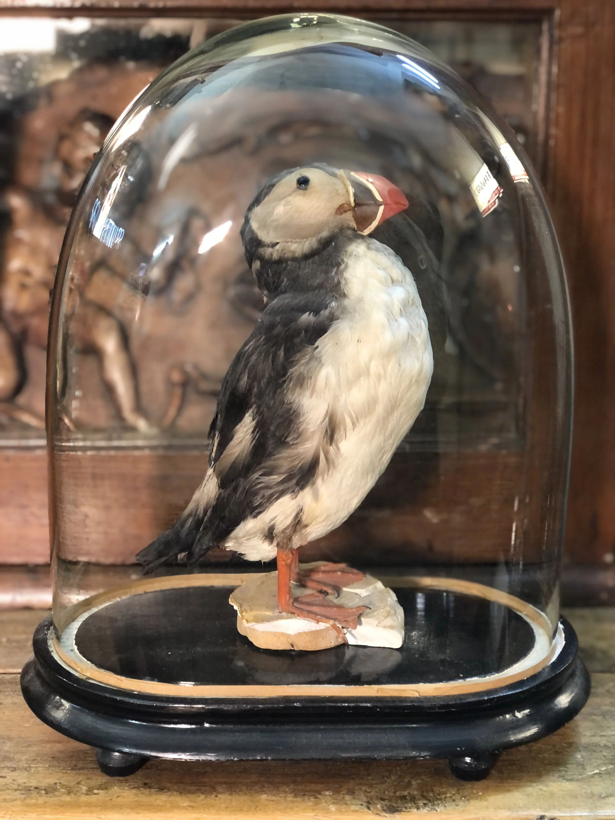 Antique Taxidermy Puffin