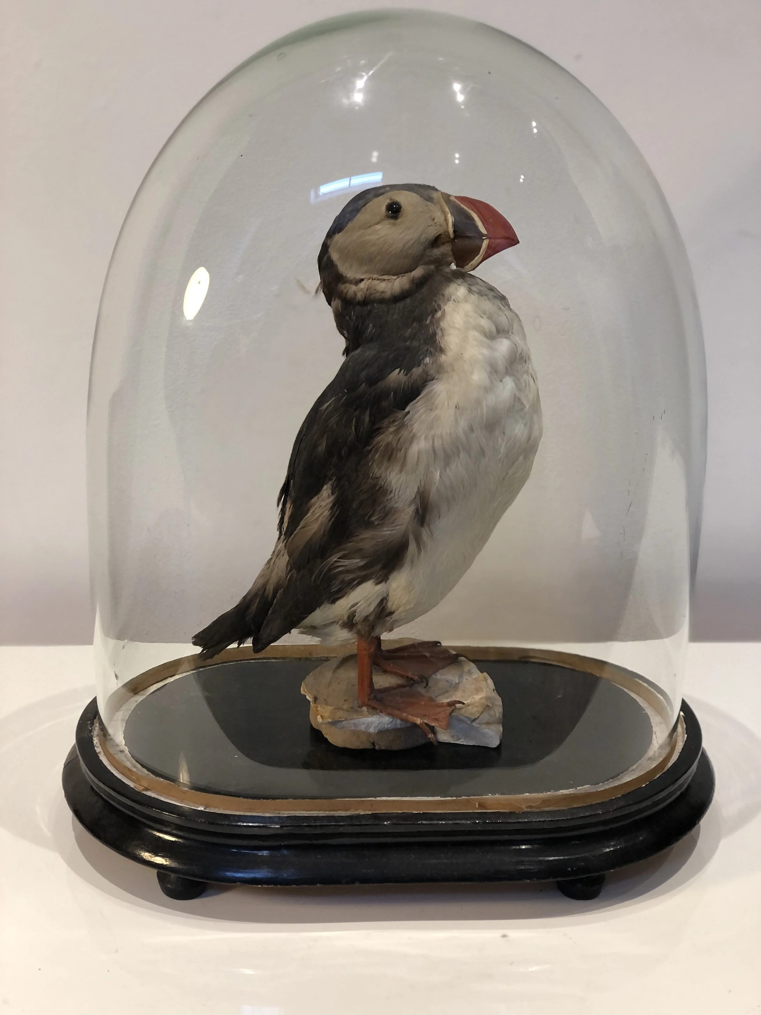 Antique Taxidermy Puffin