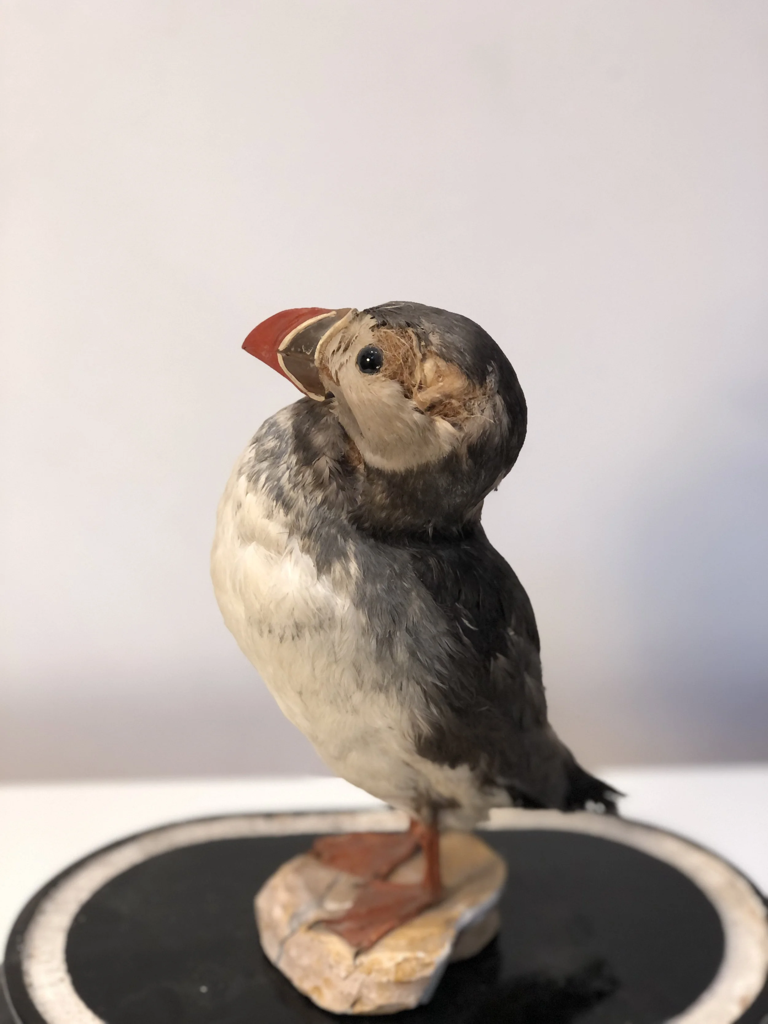 Antique Taxidermy Puffin