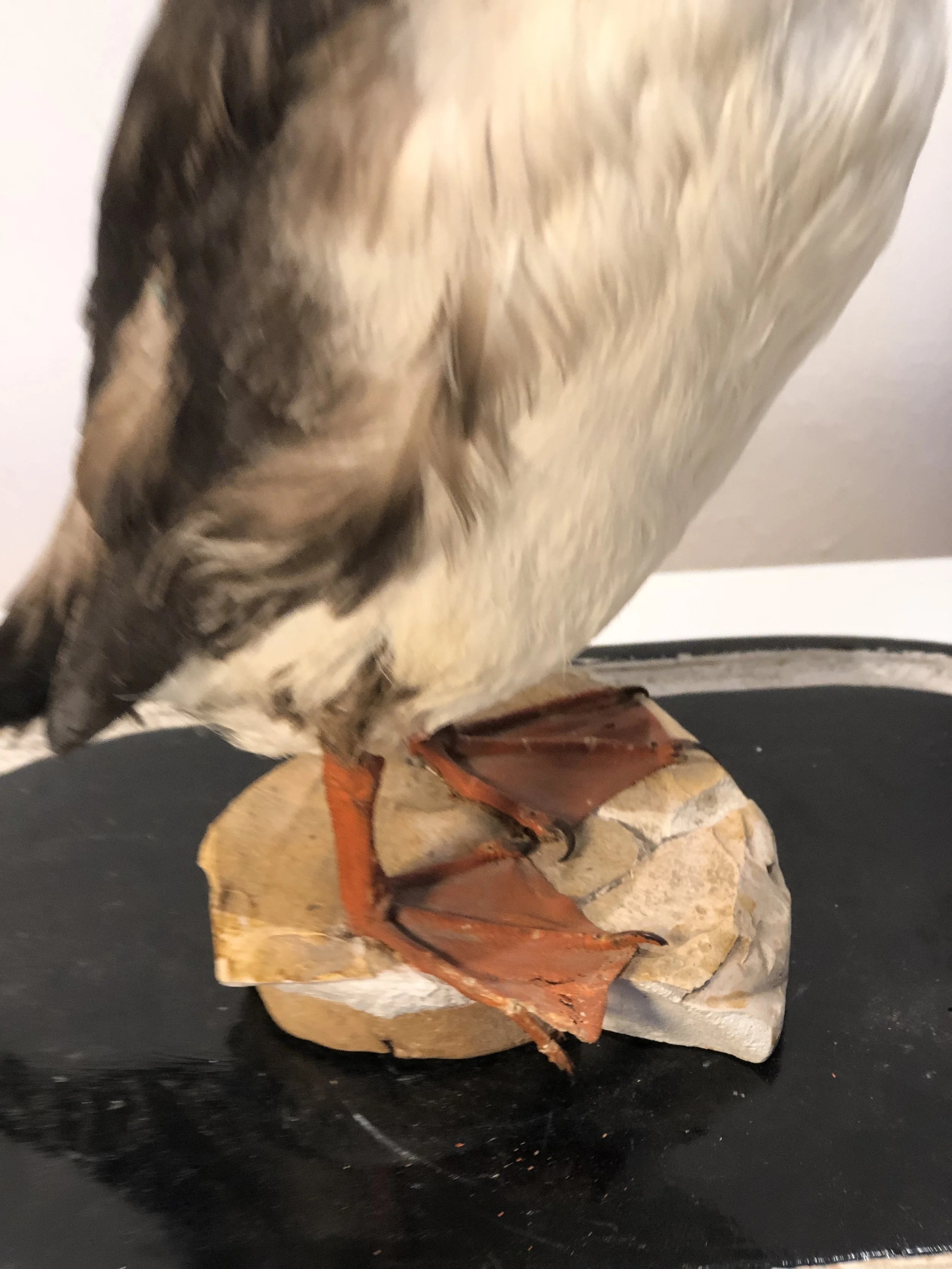 Antique Taxidermy Puffin