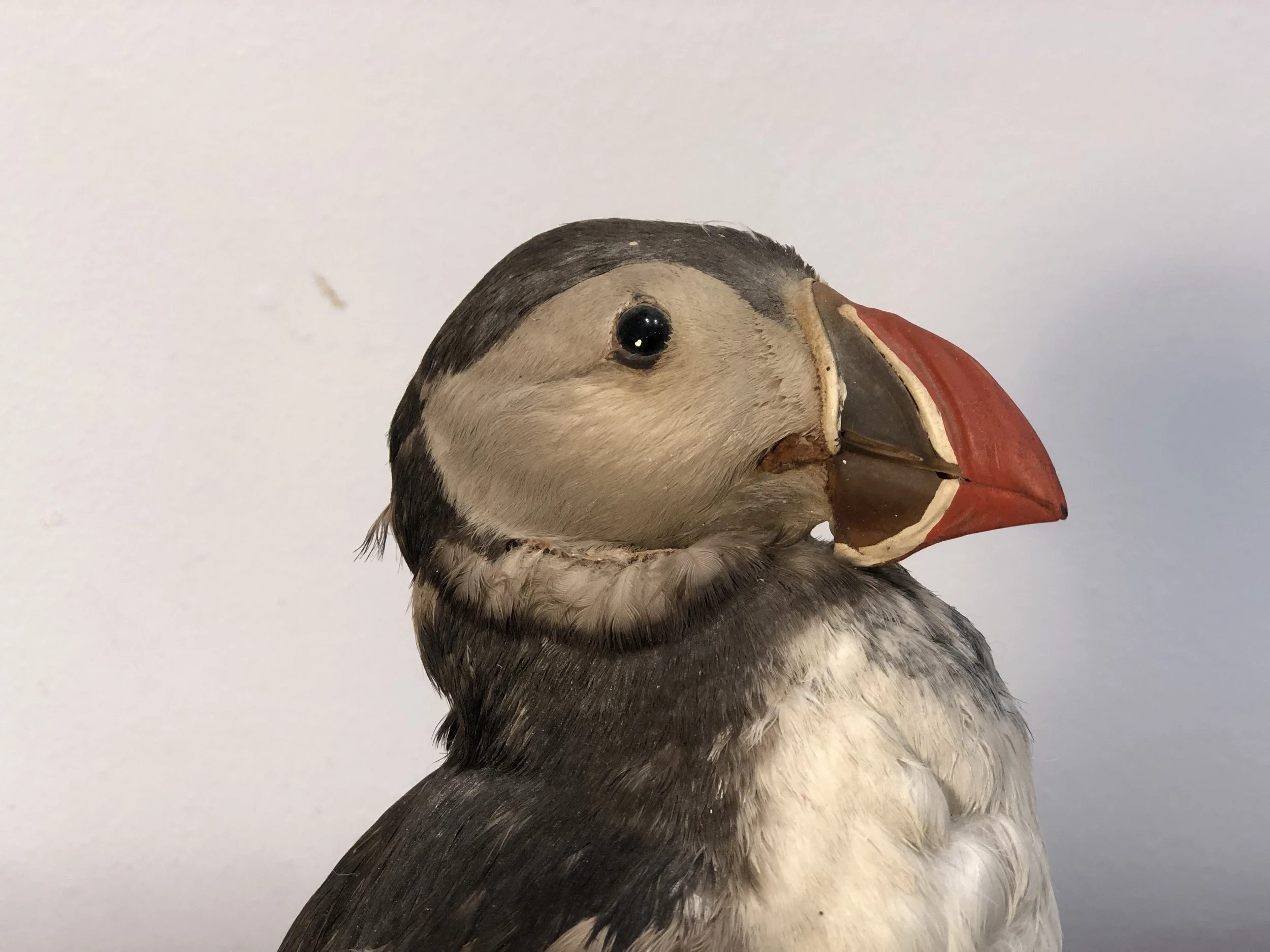 Antique Taxidermy Puffin