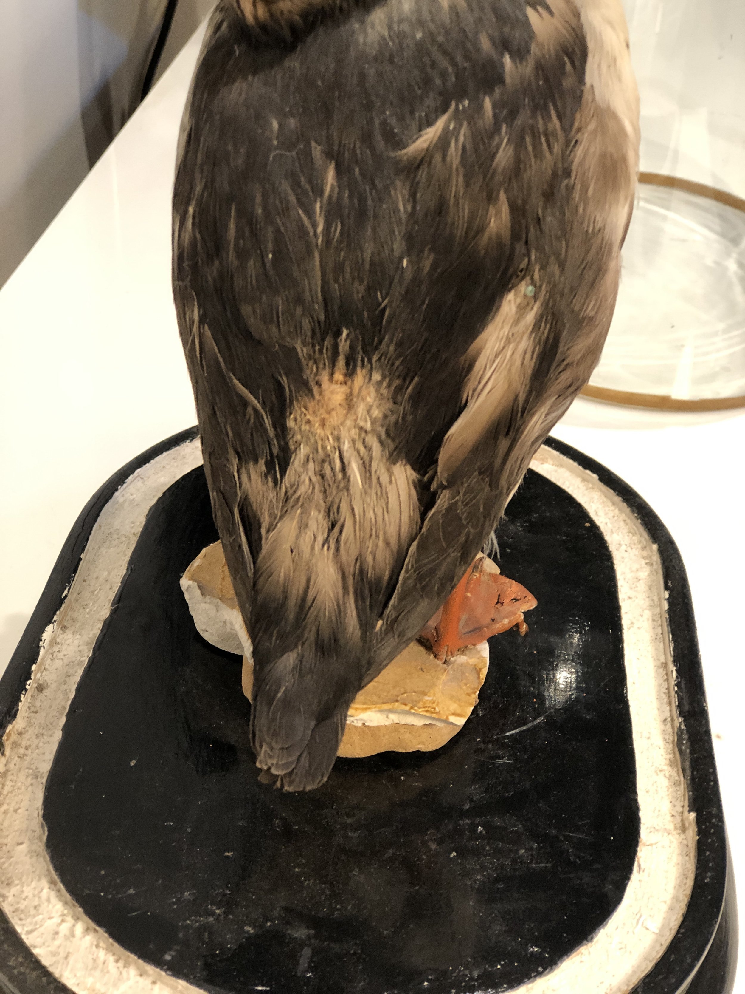 Antique Taxidermy Puffin