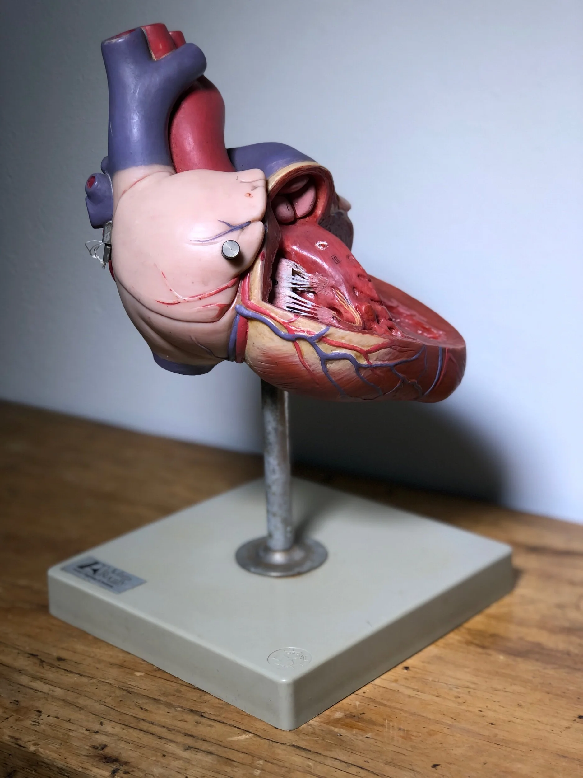 Vintage Adam Rouilly Anatomical Heart
