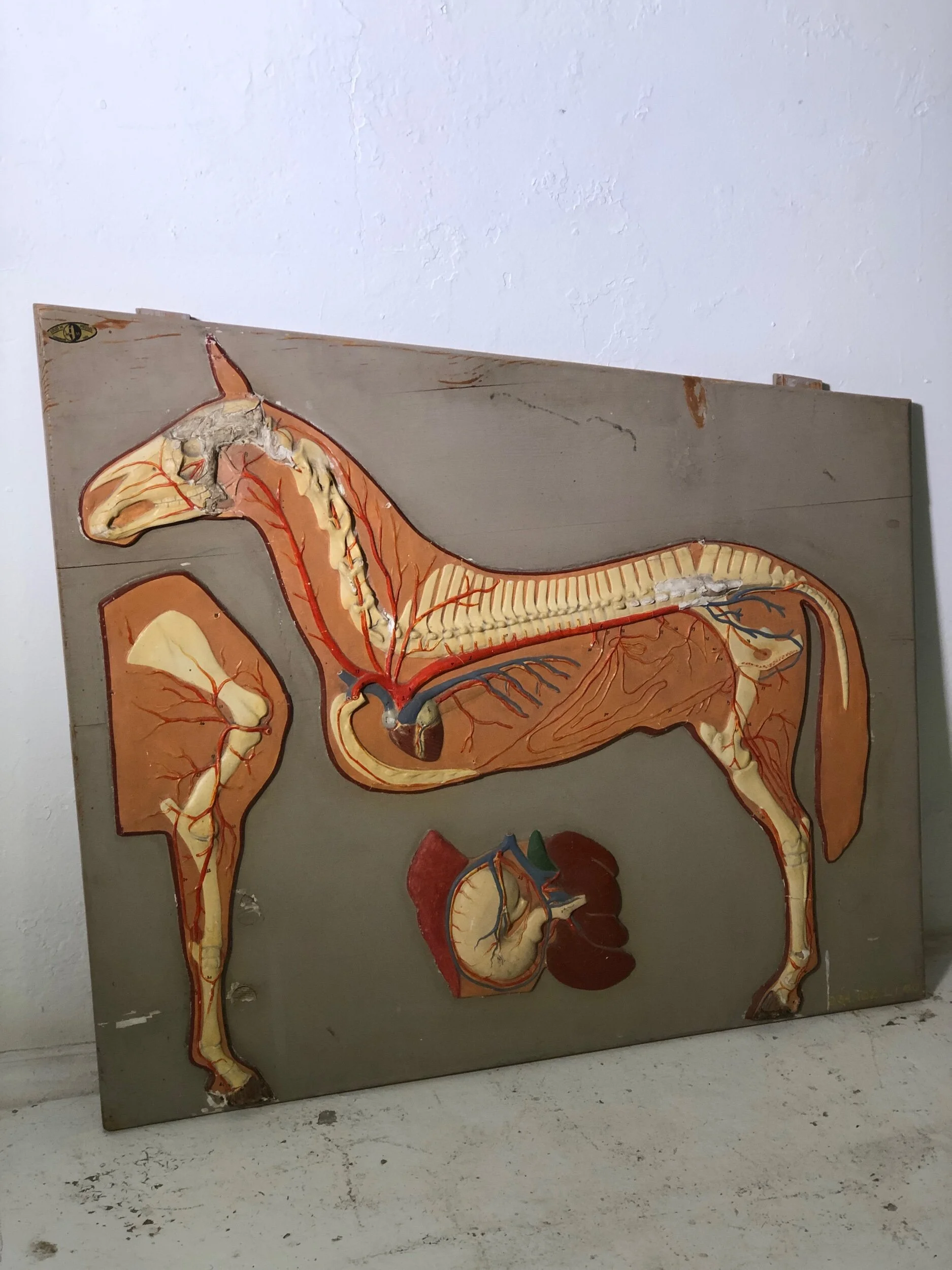 Plaster Horse Anatomy