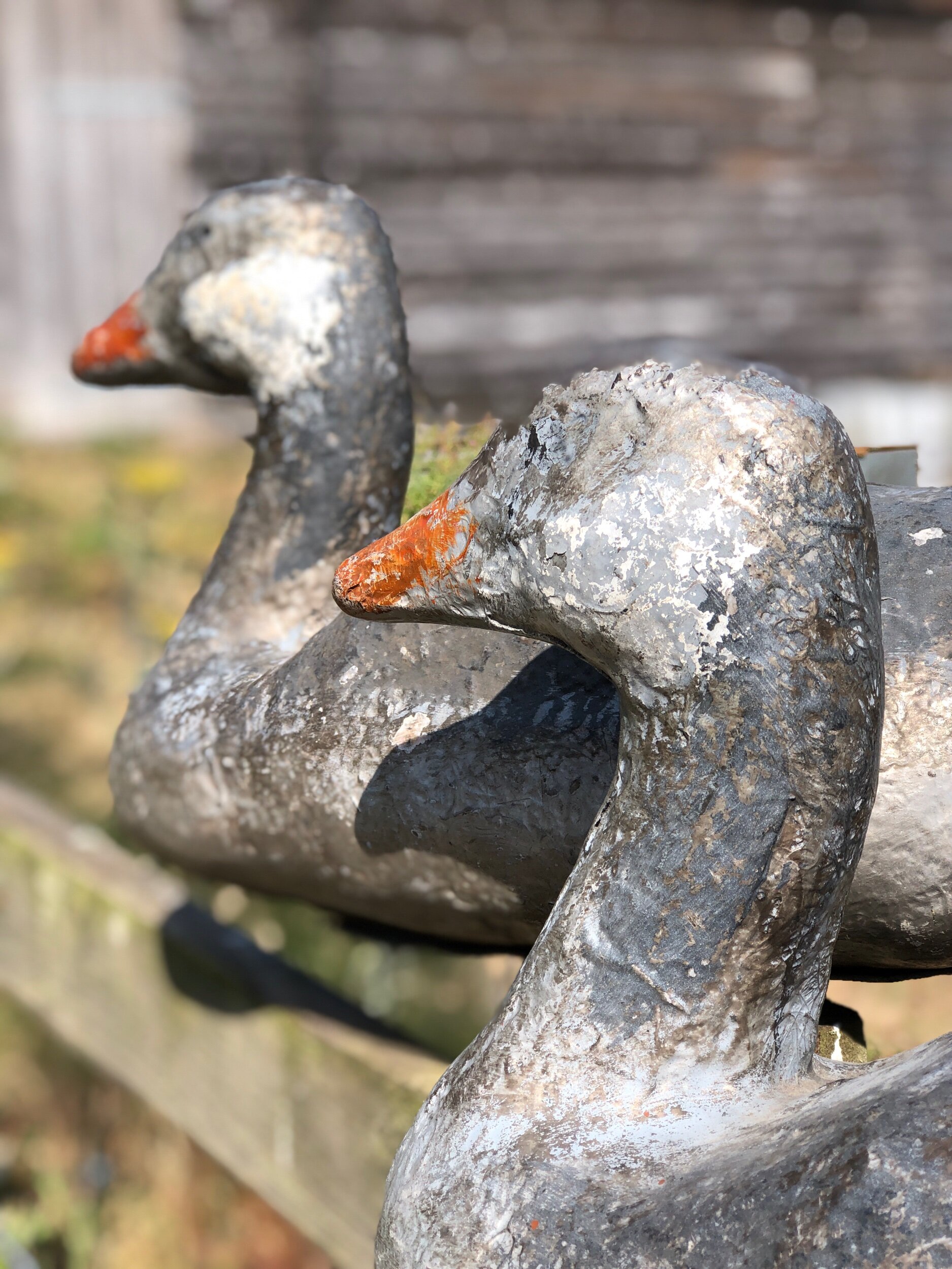 Decoy Ducks