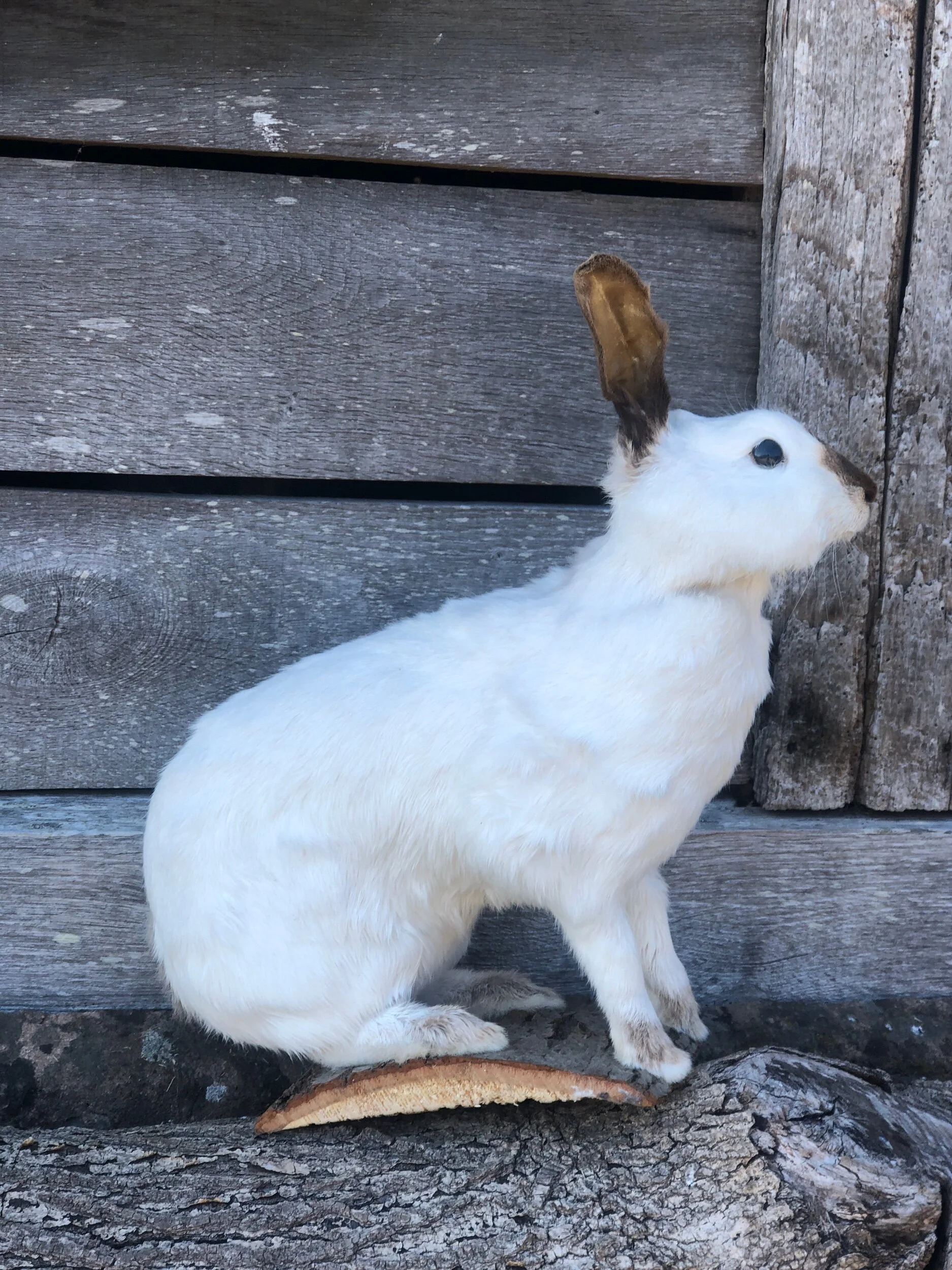 Taxidermy Hare