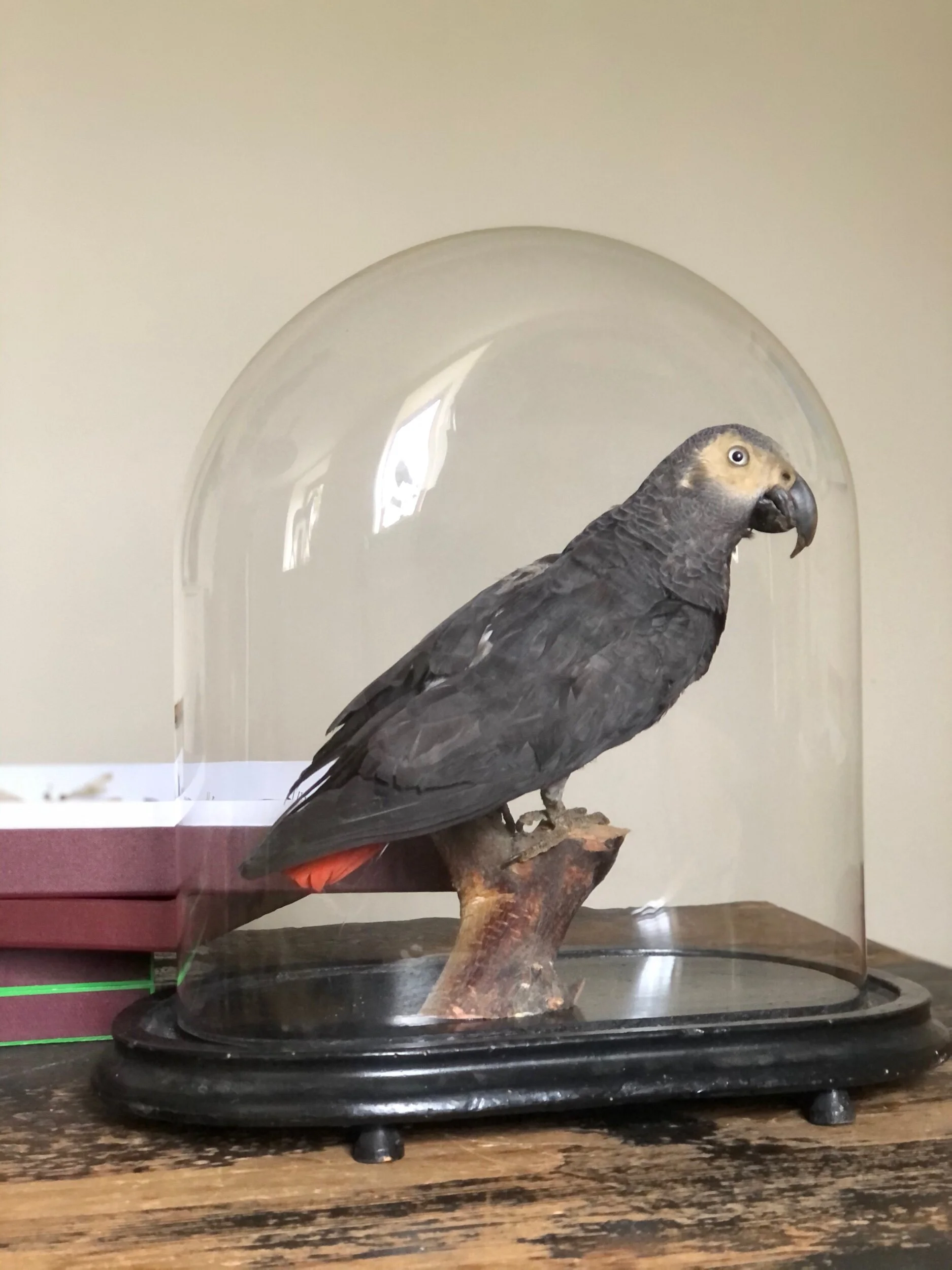 African Grey Parrot